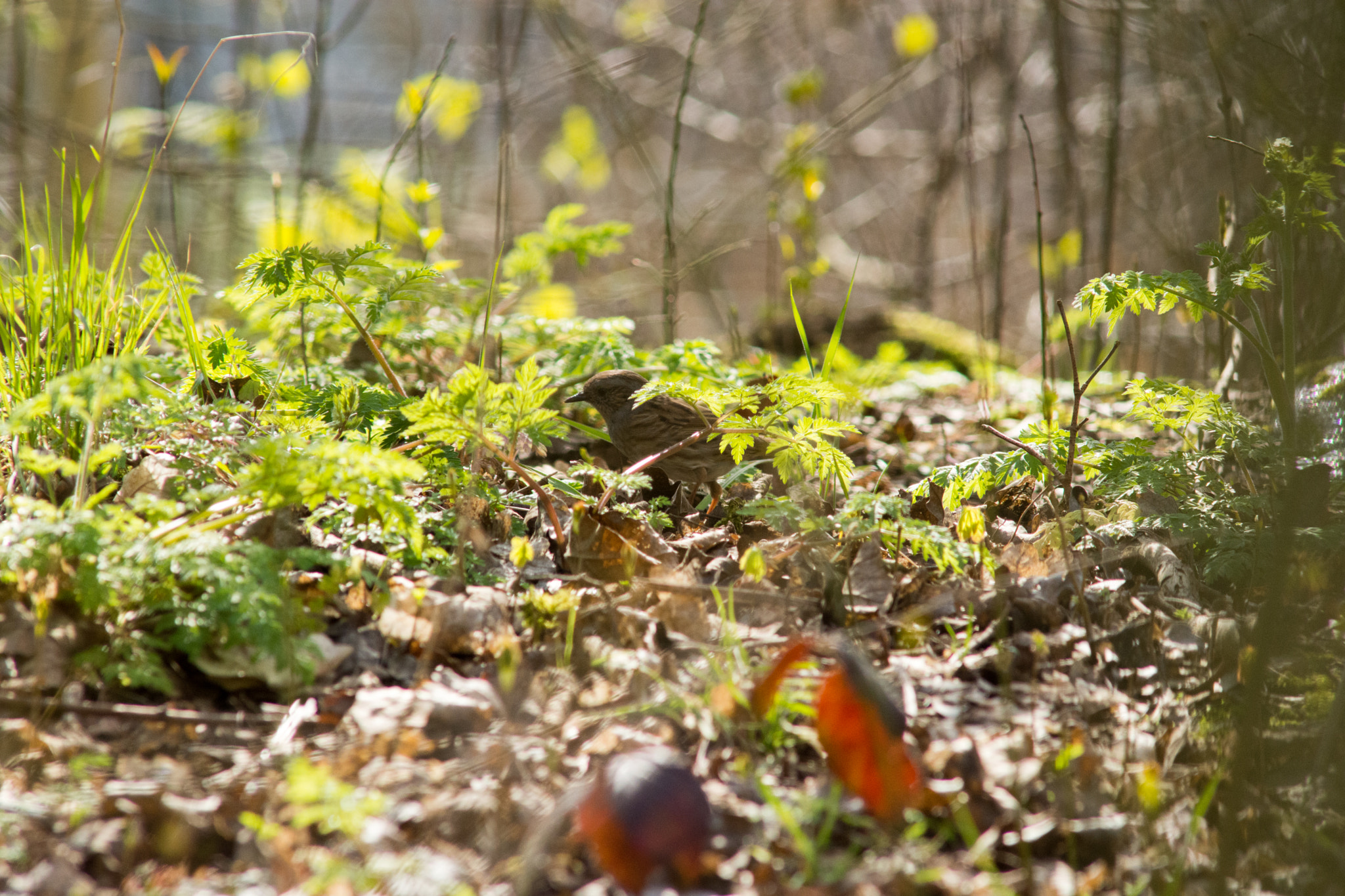 Nikon D7200 + AF Nikkor 300mm f/4 IF-ED sample photo. Dunnock in the undergrowth photography