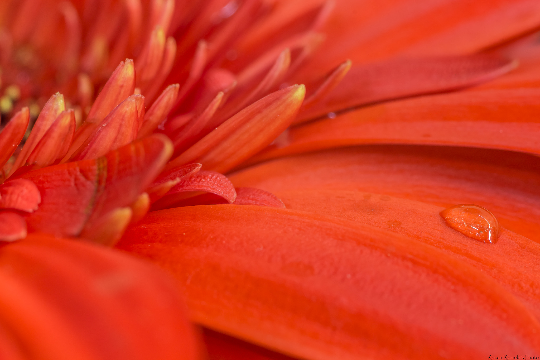 Canon EOS M + Tamron SP AF 90mm F2.8 Di Macro sample photo. Fiammette delicate photography