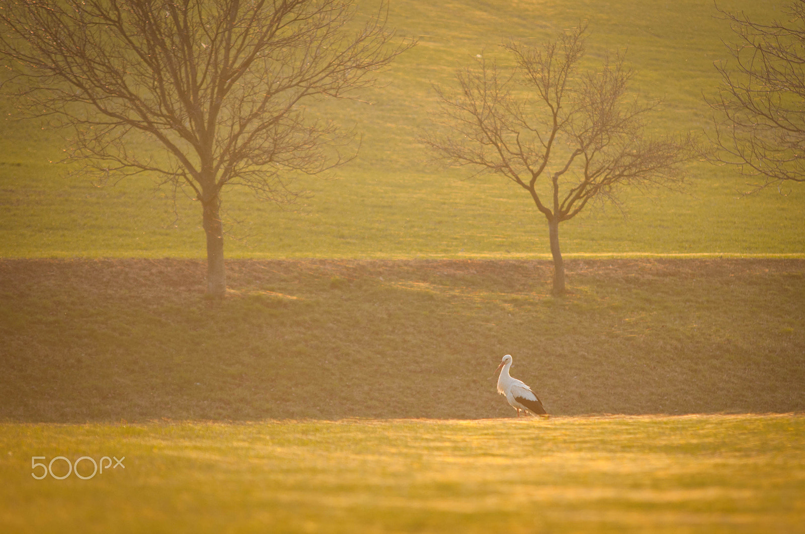 Nikon D300 sample photo. Stork on the field at sunset photography