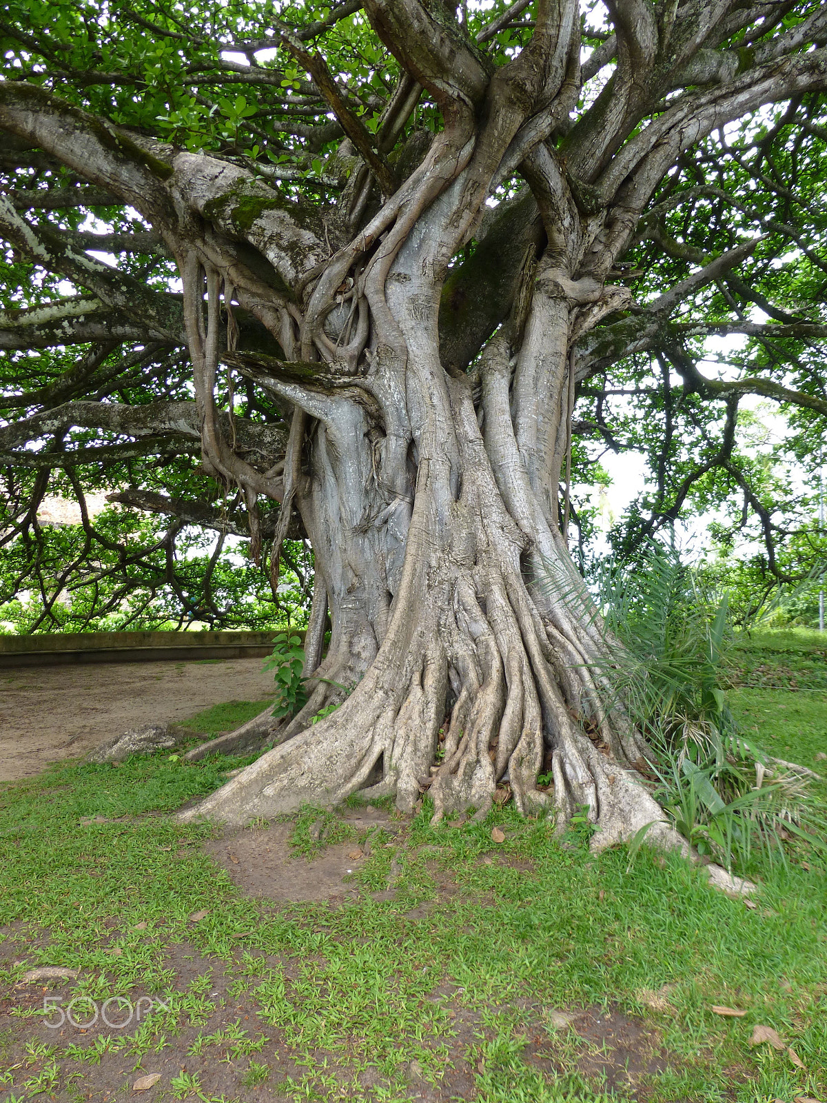 Panasonic DMC-ZS19 sample photo. Ancient tree photography