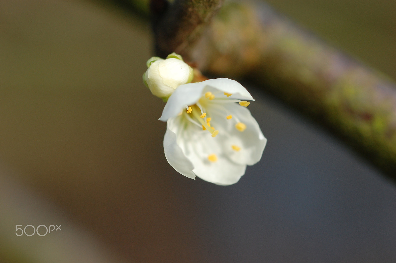 Nikon D40 + AF Micro-Nikkor 60mm f/2.8 sample photo. Flower photography