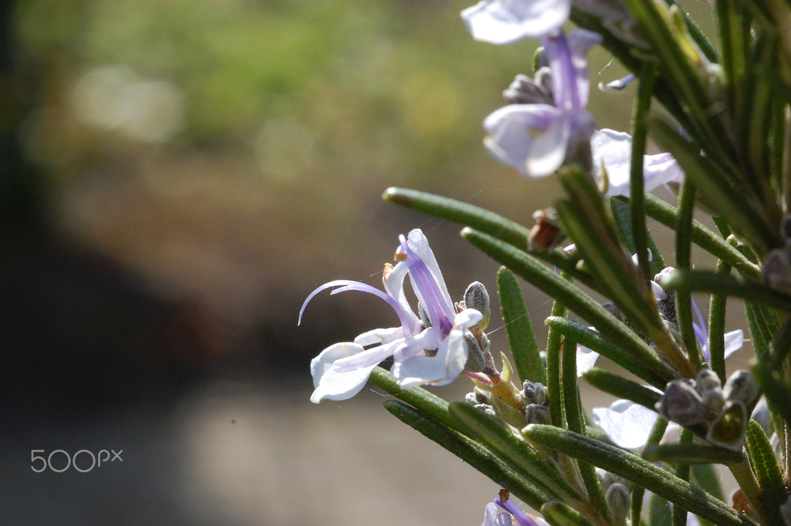 Nikon D40 + AF Micro-Nikkor 60mm f/2.8 sample photo. Flower photography