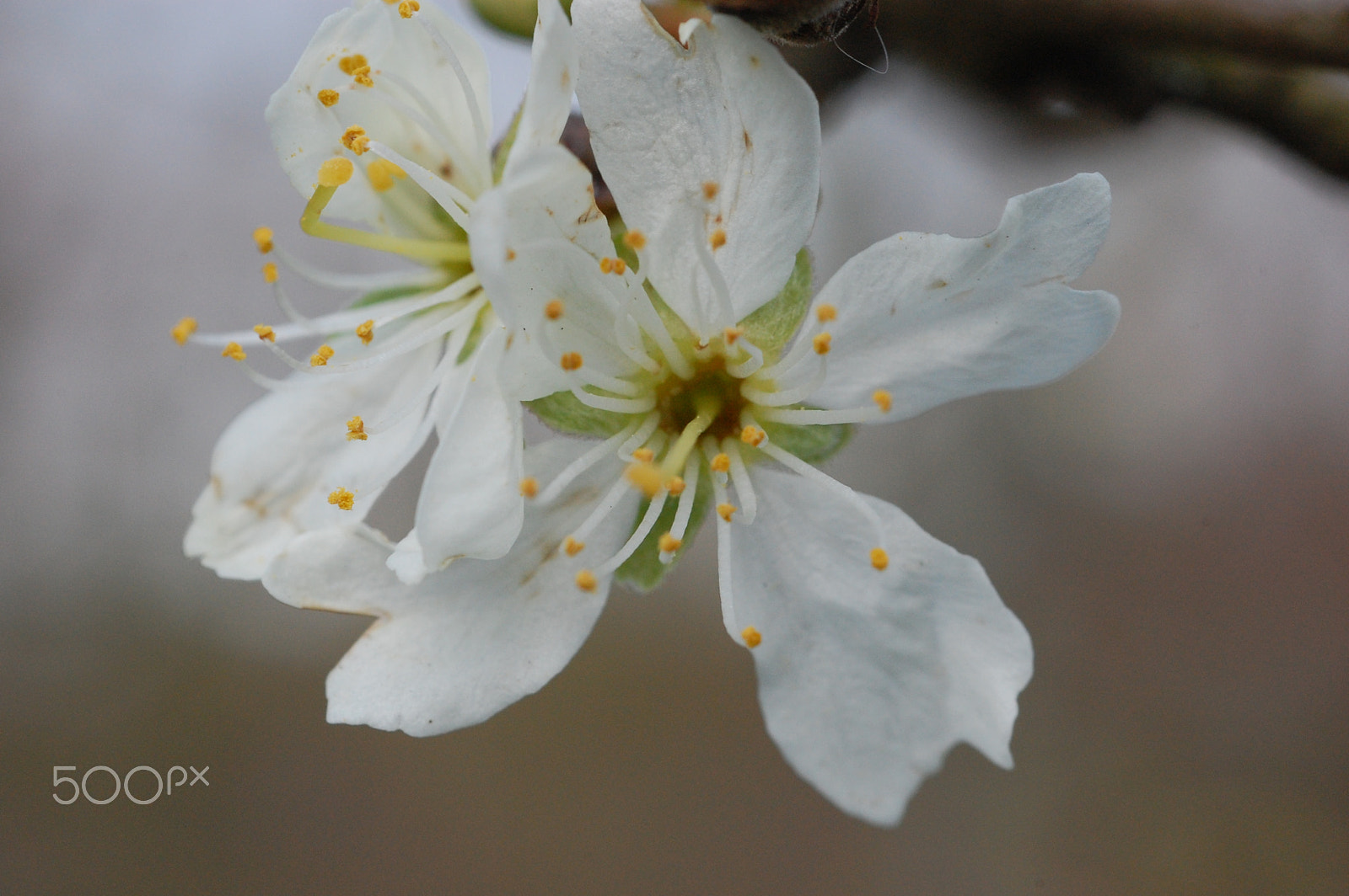 Nikon D40 + AF Micro-Nikkor 60mm f/2.8 sample photo. Flower photography