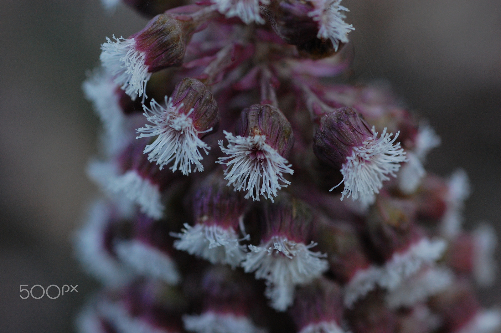 Nikon D40 + AF Micro-Nikkor 60mm f/2.8 sample photo. Flower photography