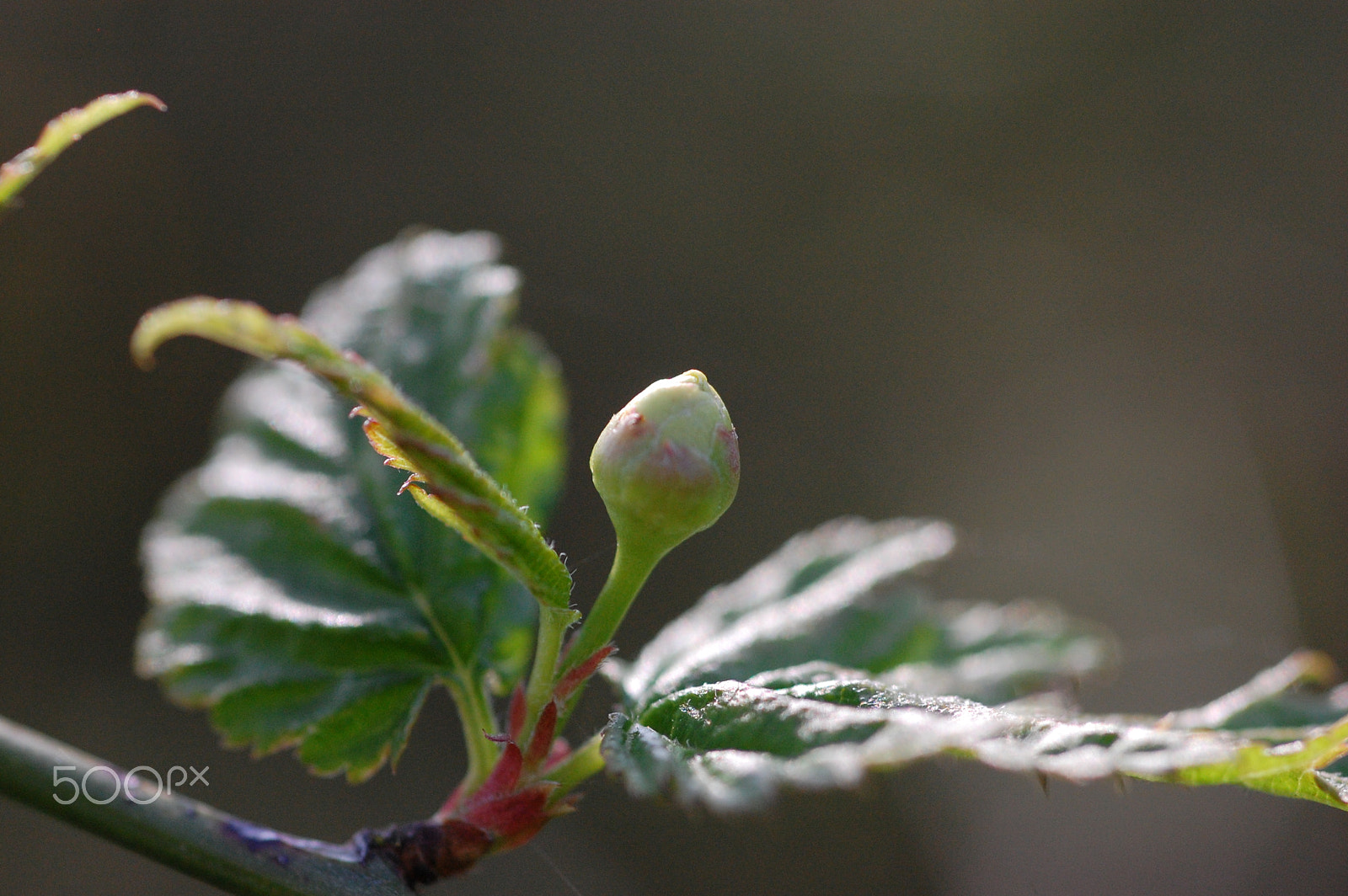 Nikon D40 + AF Micro-Nikkor 60mm f/2.8 sample photo. Flower photography