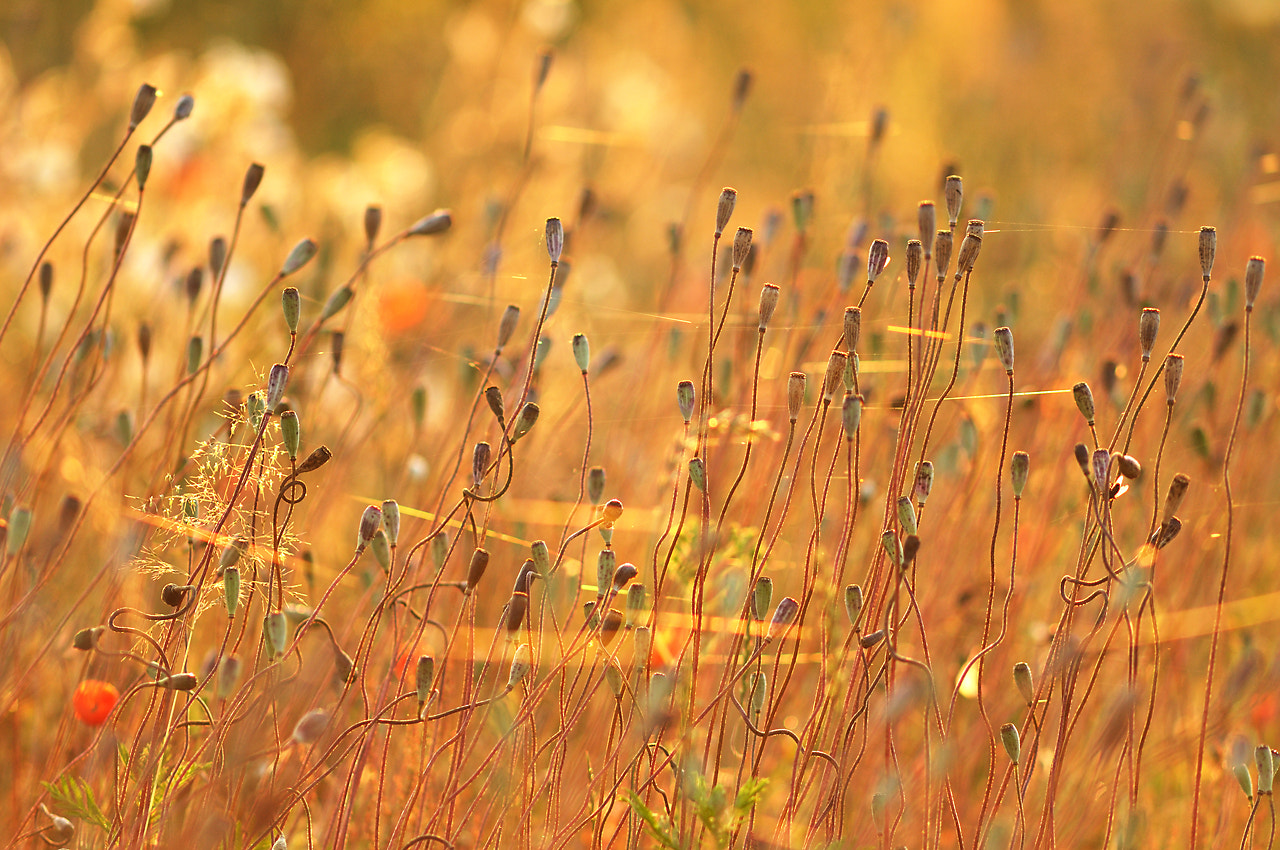 AF Nikkor 300mm f/4 IF-ED sample photo. Afternoon peace photography