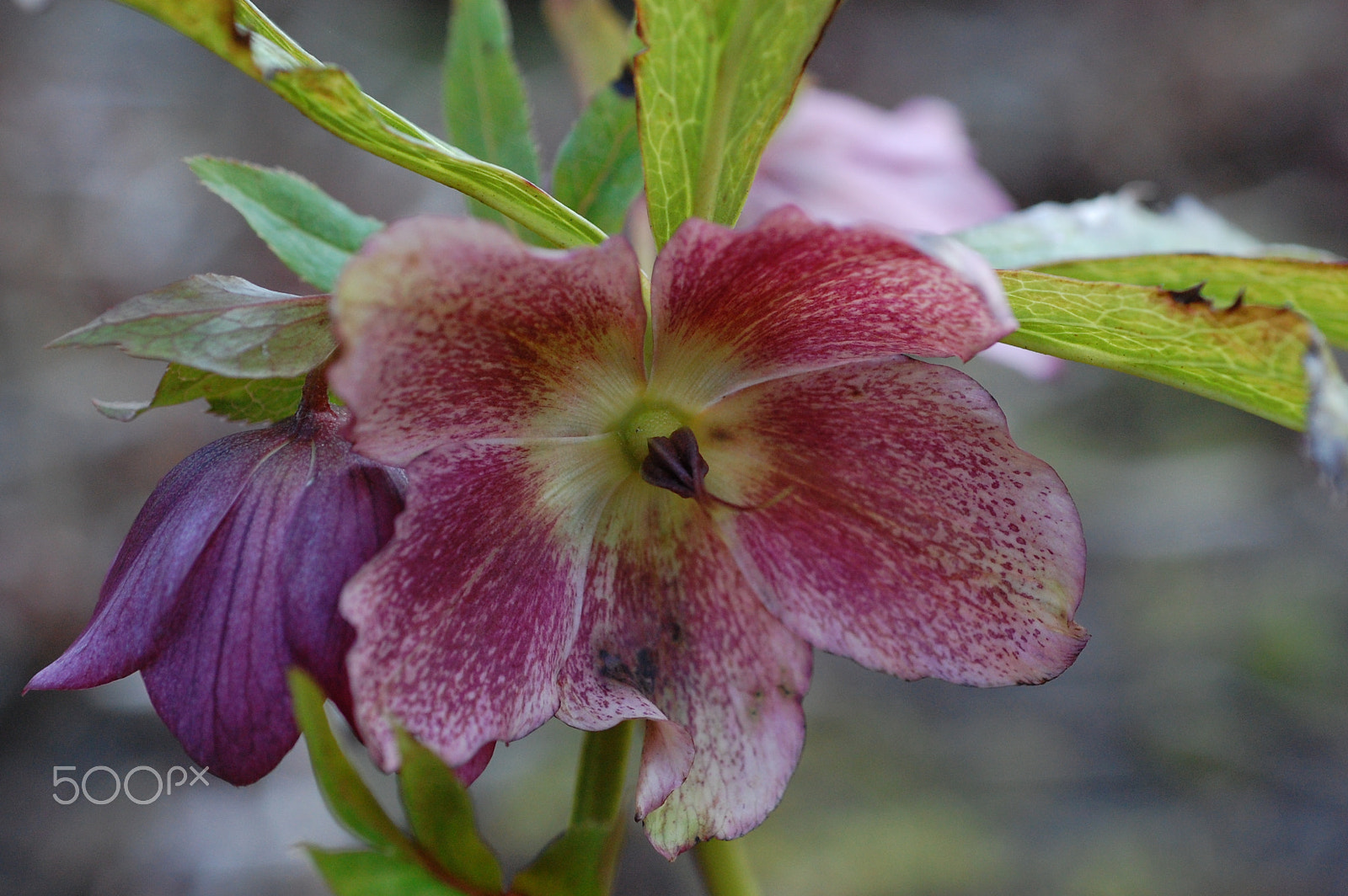 Nikon D40 + AF Micro-Nikkor 60mm f/2.8 sample photo. Flower photography