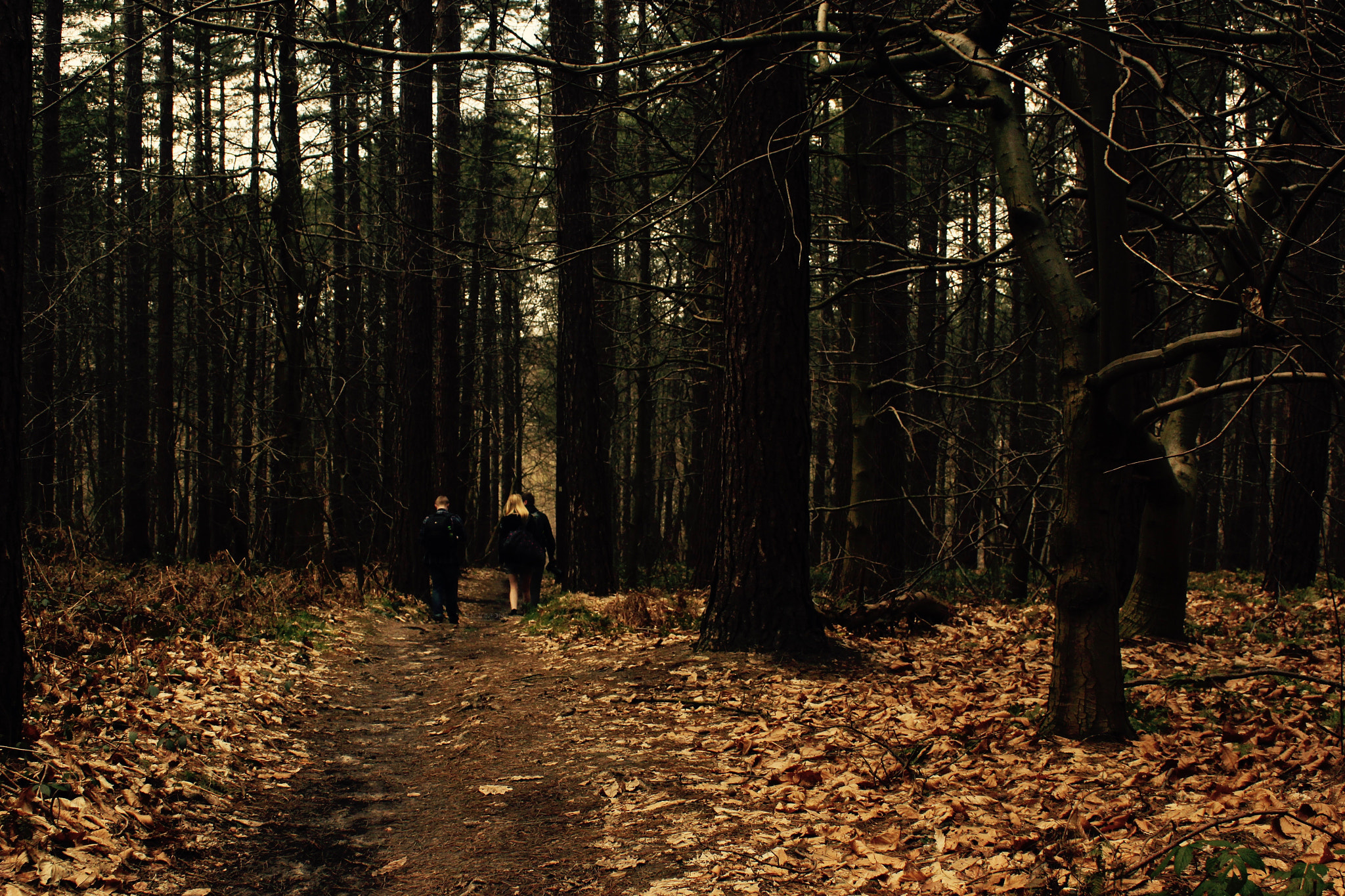 Canon EF 28-90mm f/4-5.6 sample photo. Deep in the woods, as the wolf is not photography