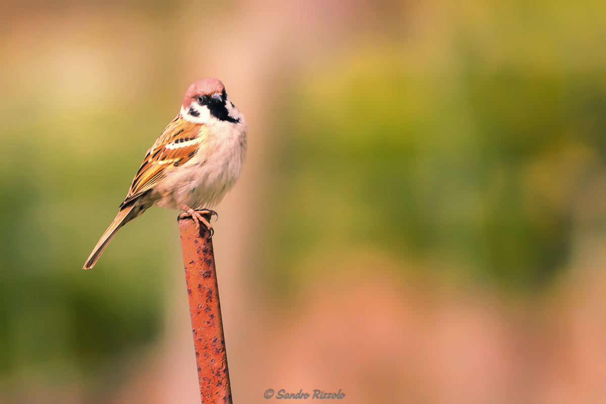 Sigma 150-600mm F5-6.3 DG OS HSM | C sample photo. Haussperling photography