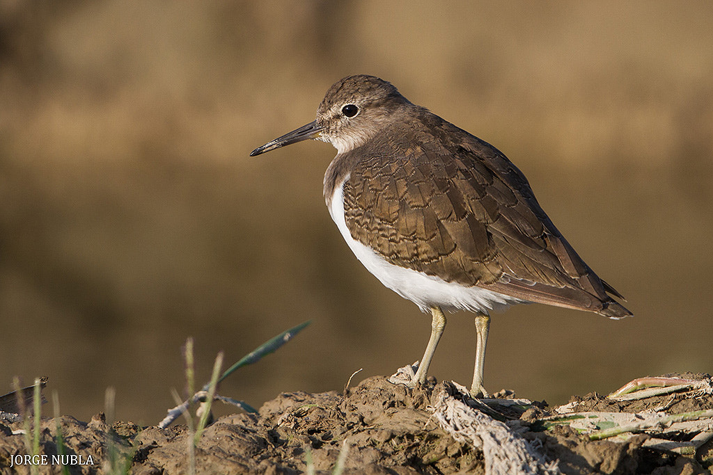 Canon EF 500mm F4L IS II USM sample photo. Andarríos chico (actitis hypoleucos). photography