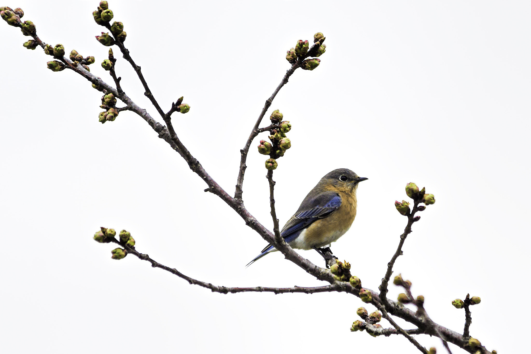 Sigma 150-500mm F5-6.3 DG OS HSM sample photo. Cherry blue photography