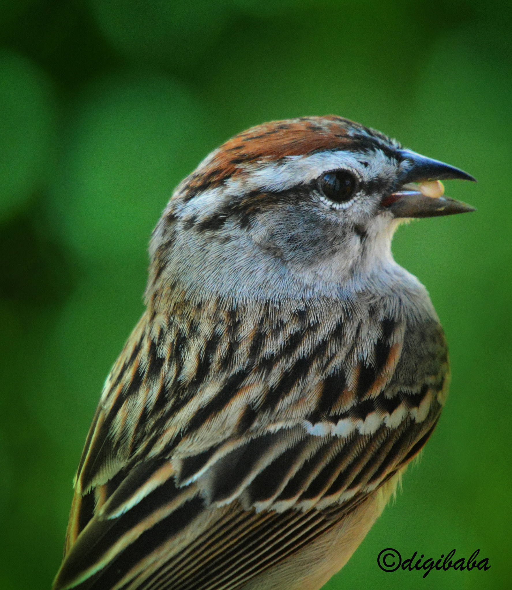 AF Zoom-Nikkor 35-70mm f/3.3-4.5 N sample photo. Baby bird photography