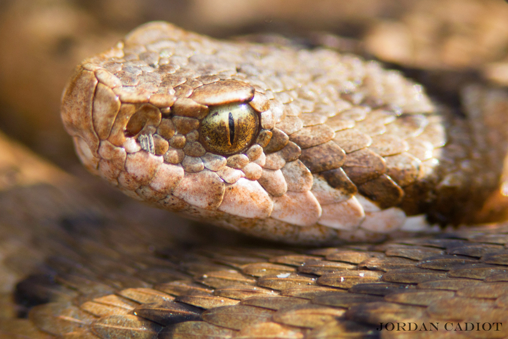 Canon EF 300mm F4L IS USM sample photo. Vipera aspis photography
