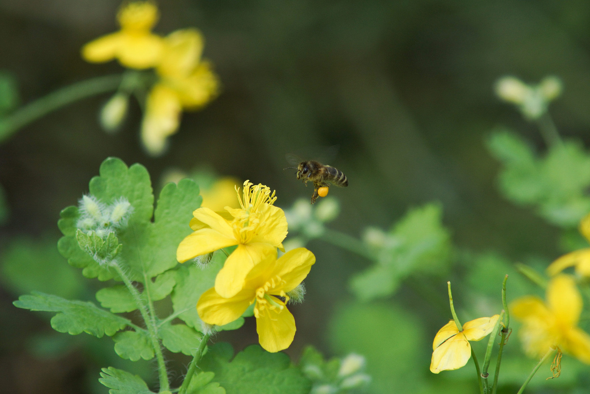 Sony SLT-A77 + Minolta AF 70-210mm F4 Macro sample photo. Working bee photography
