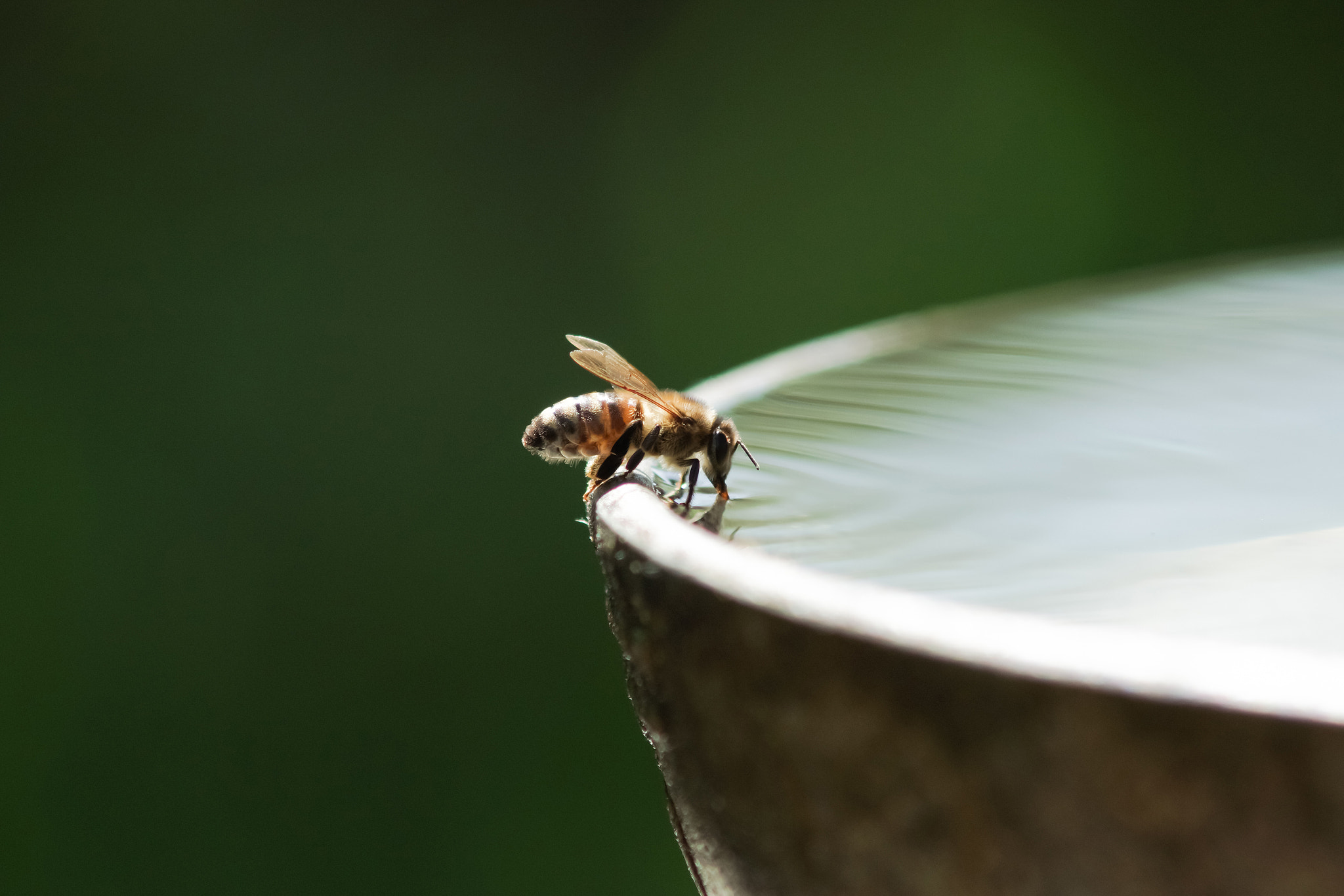 Sony SLT-A77 + Minolta AF 70-210mm F4 Macro sample photo. Drink of water photography