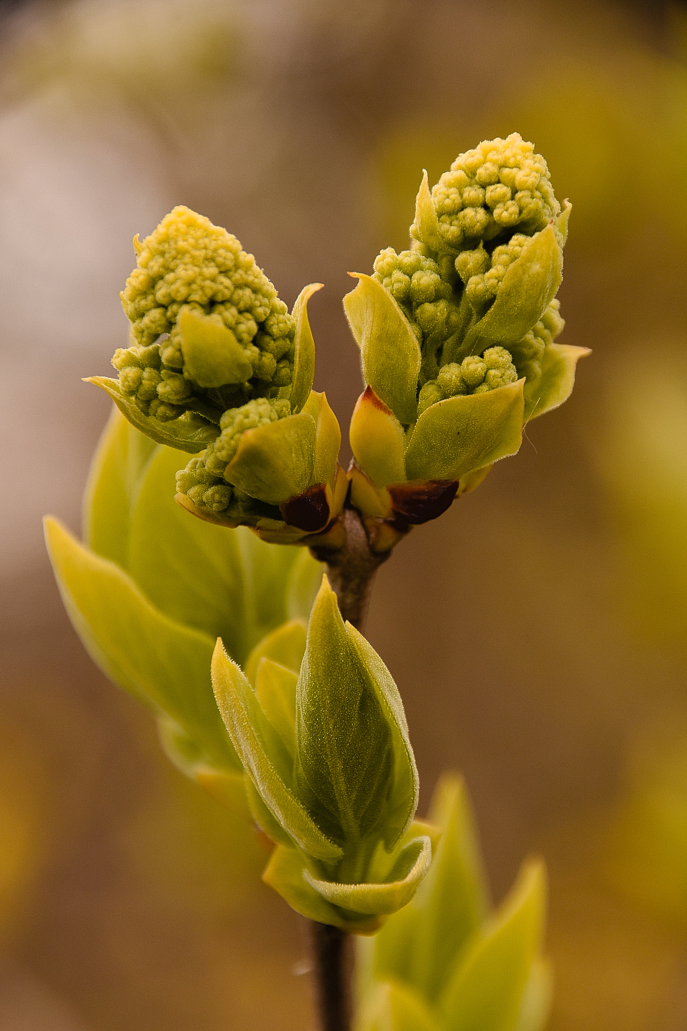 Sigma 18-250mm F3.5-6.3 DC Macro OS HSM sample photo. New photography