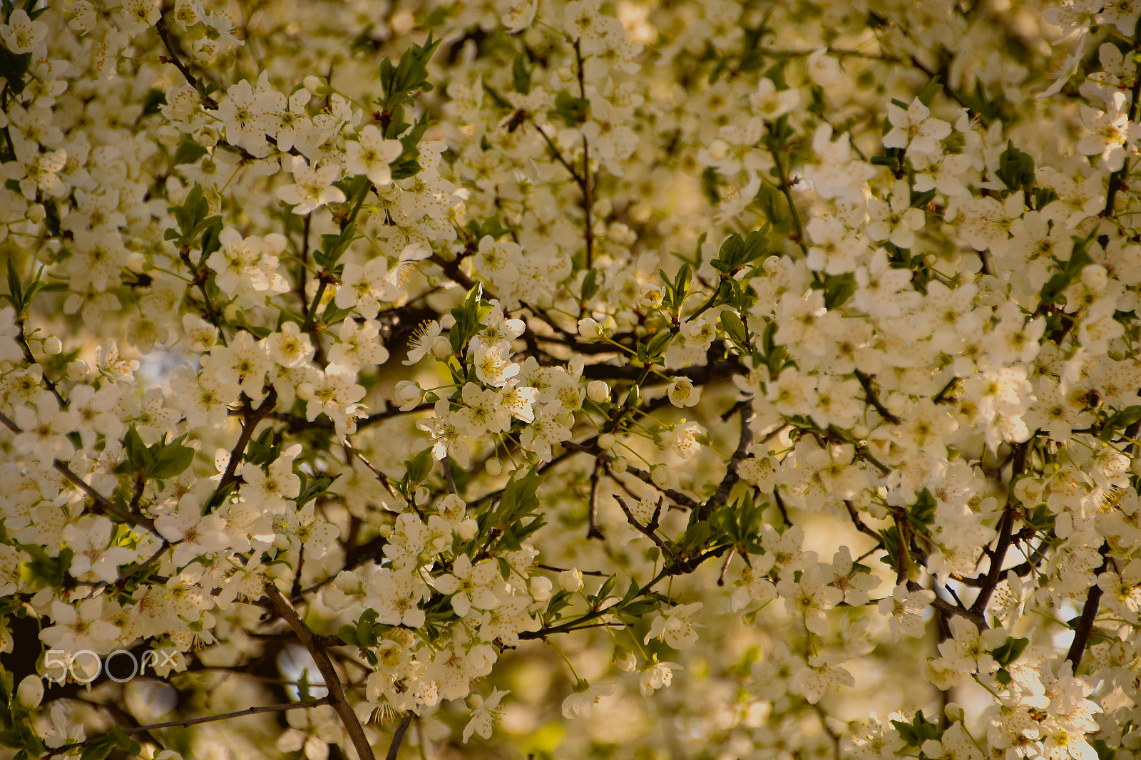 Sigma 18-250mm F3.5-6.3 DC Macro OS HSM sample photo. Spring photography