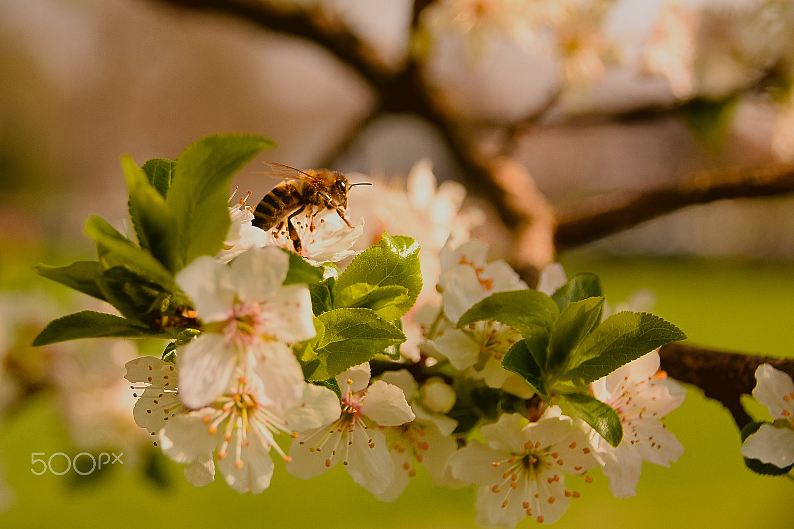 Sigma 18-250mm F3.5-6.3 DC Macro OS HSM sample photo. Bee photography