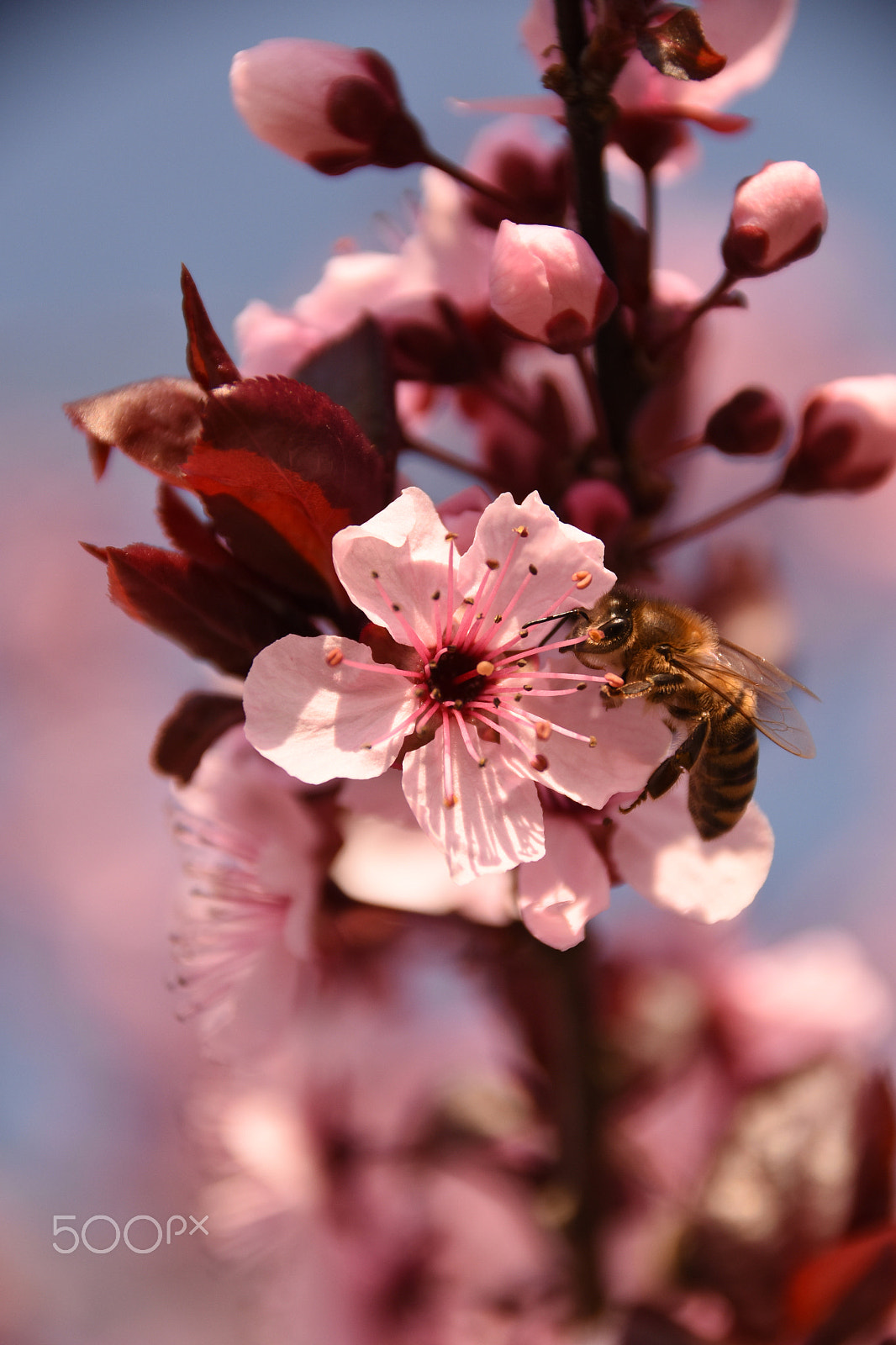 Sigma 18-250mm F3.5-6.3 DC Macro OS HSM sample photo. Bee photography
