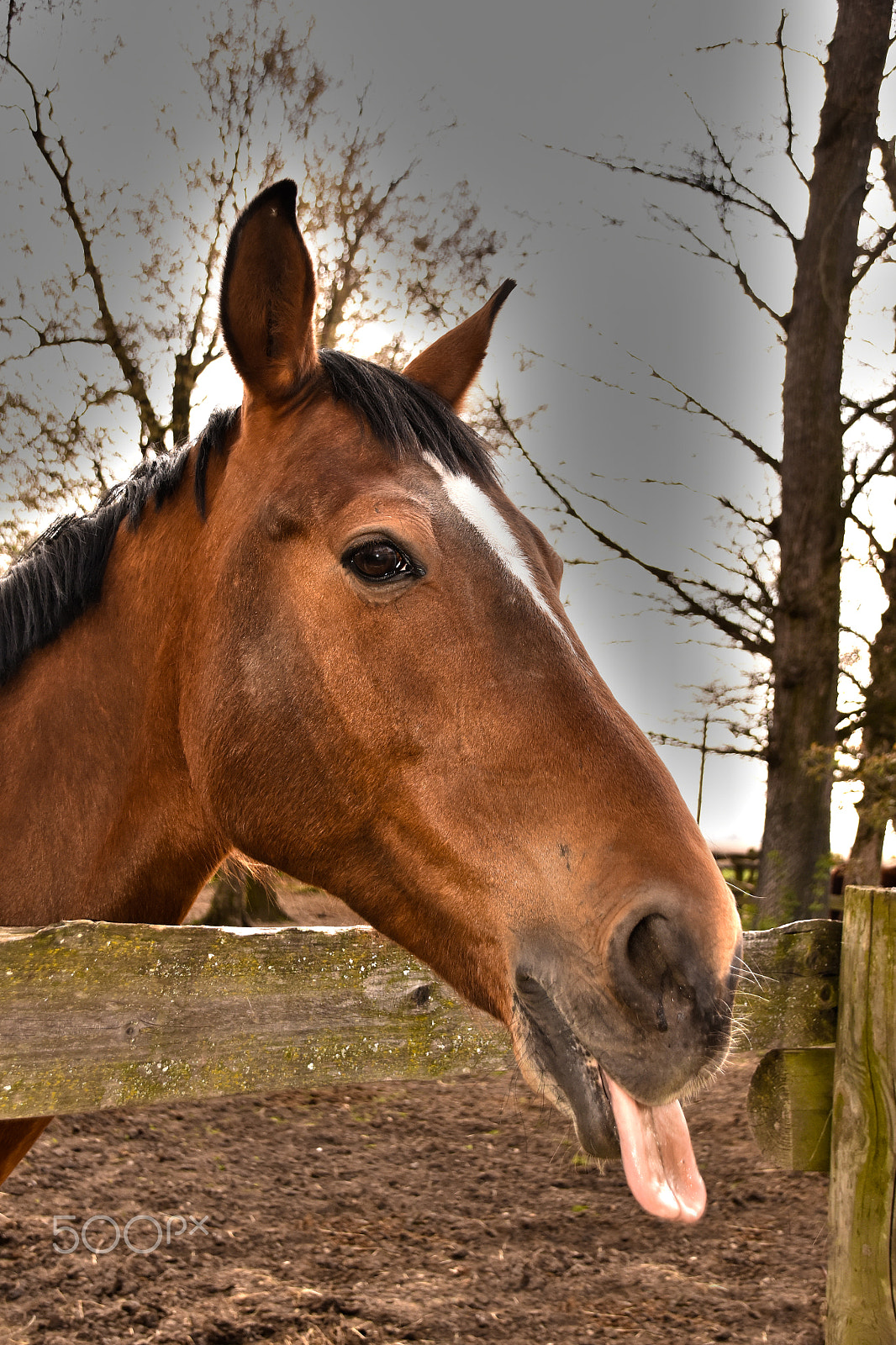 Sigma 18-250mm F3.5-6.3 DC Macro OS HSM sample photo. Horse photography