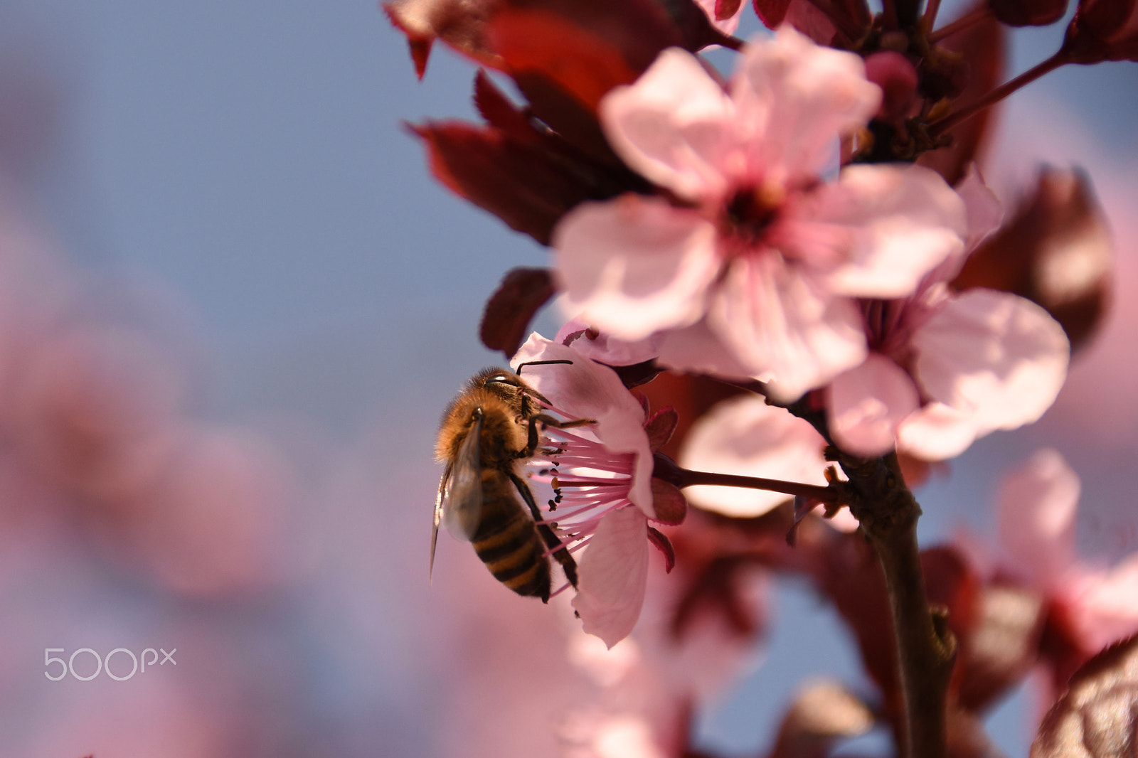 Sigma 18-250mm F3.5-6.3 DC Macro OS HSM sample photo. Bee photography