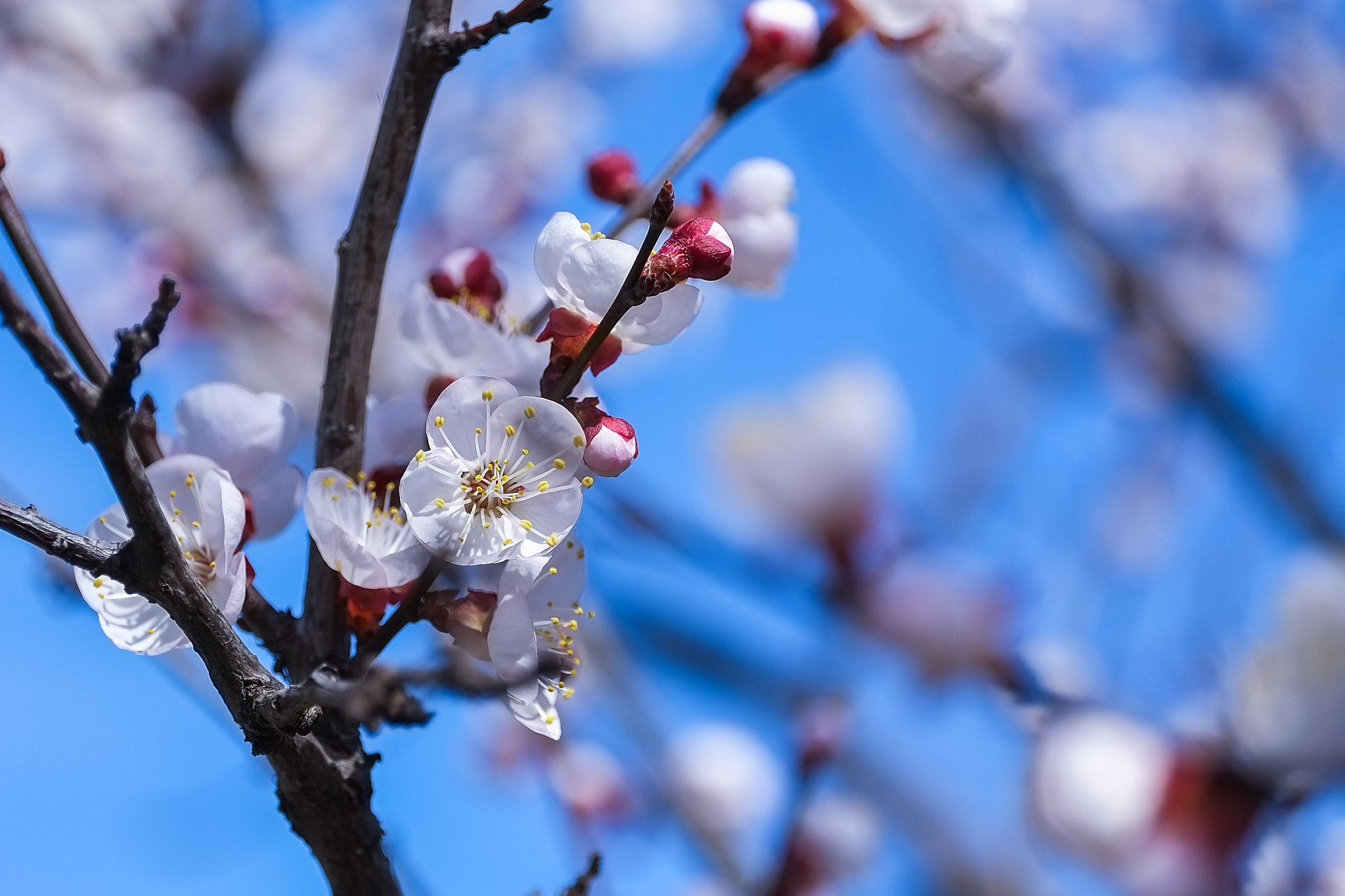 Fujifilm X-Pro1 + ZEISS Touit 50mm F2.8 sample photo. Spring photography