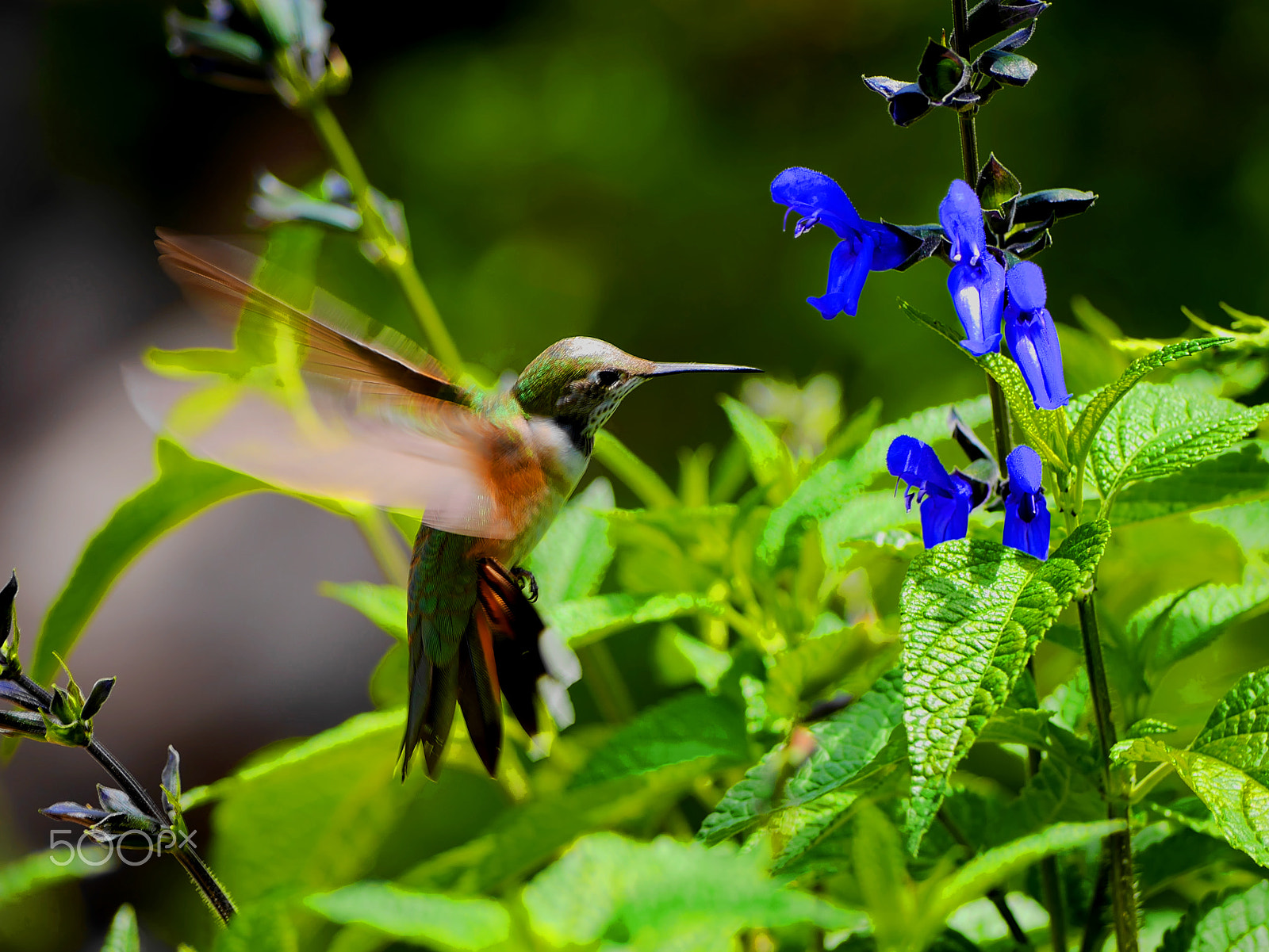 Panasonic Lumix DMC-GX7 sample photo. Hummingbird heartbeat photography