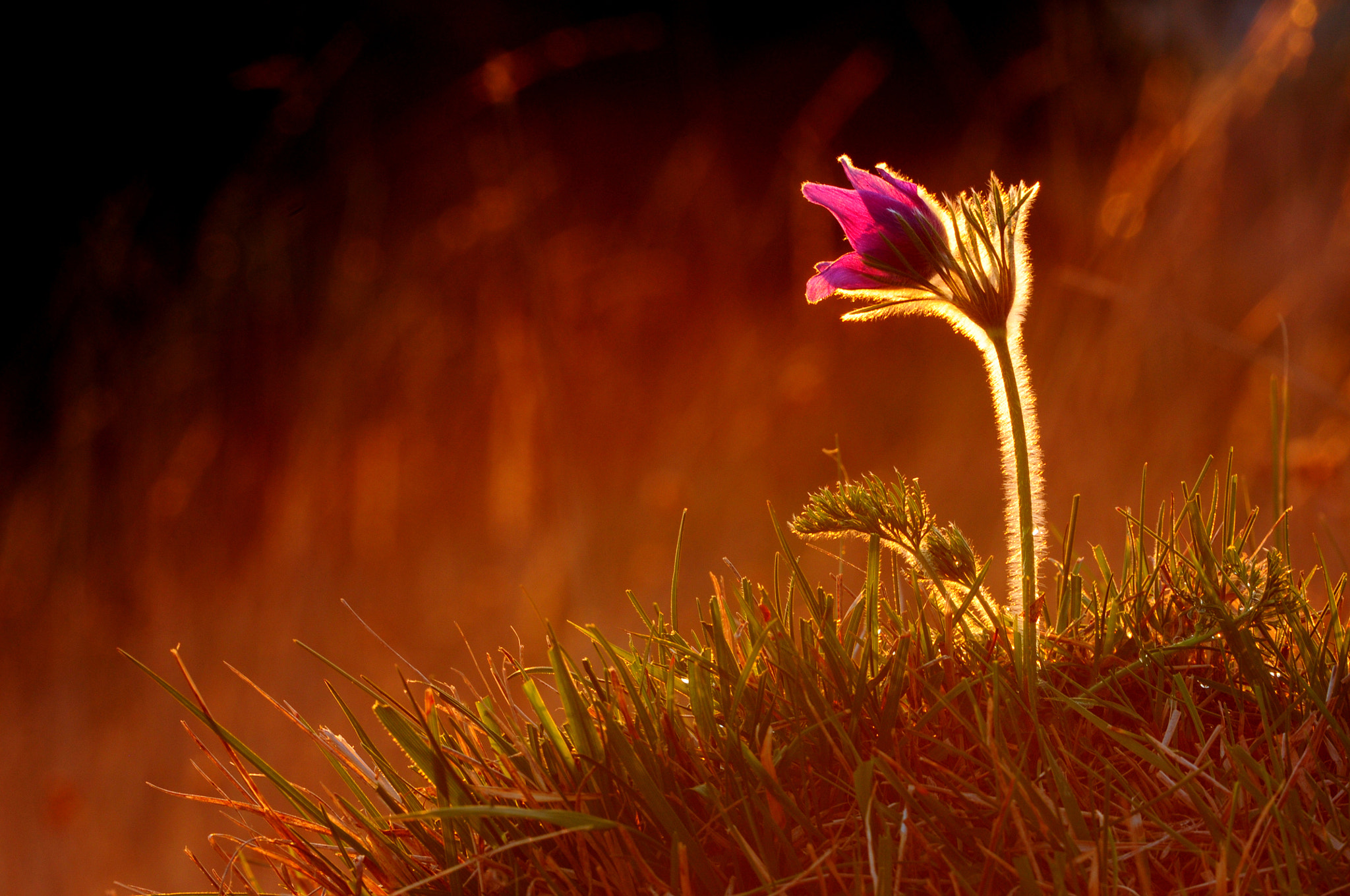 Sigma APO Macro 180mm F3.5 EX DG HSM sample photo. Pasqueflower photography
