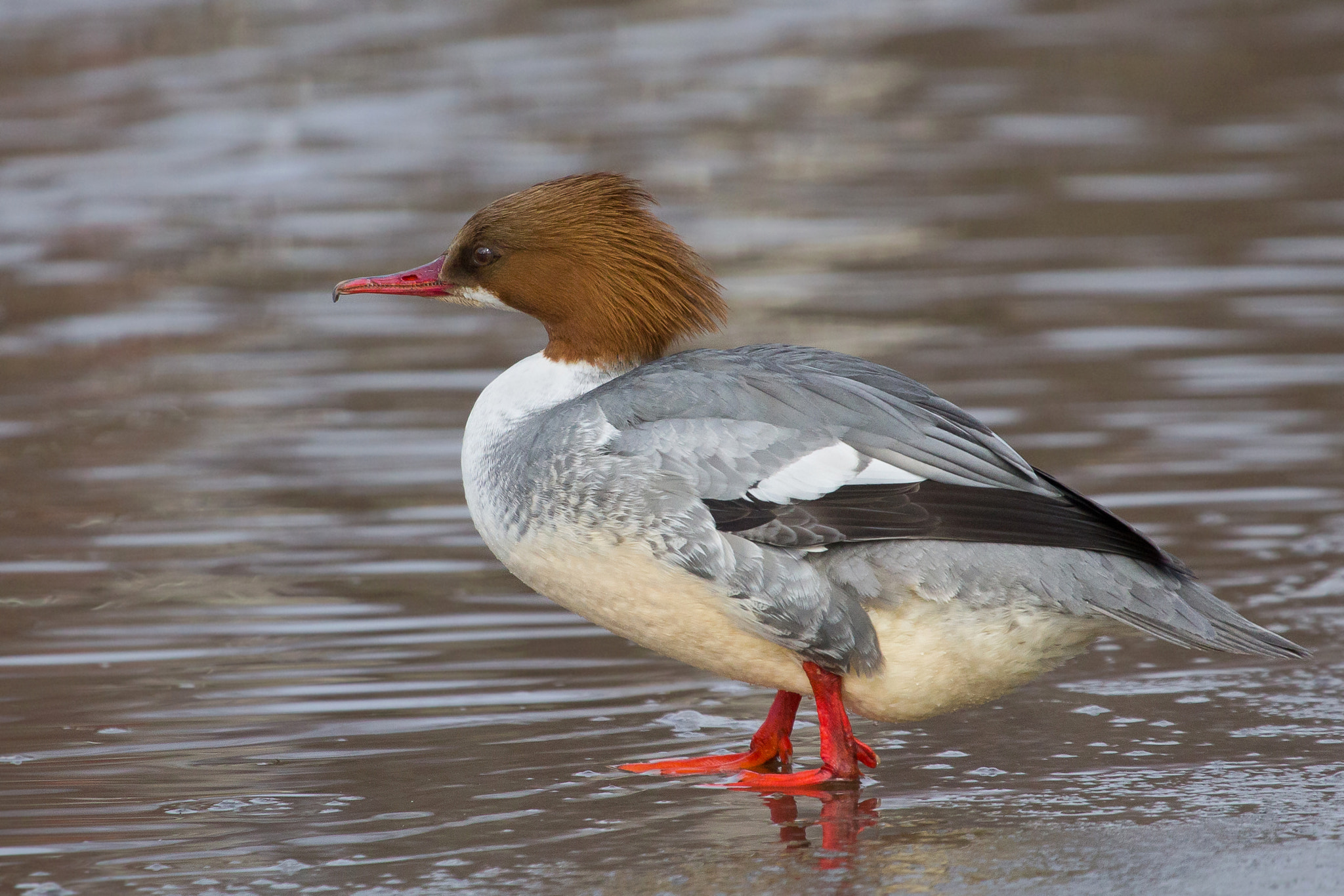 Canon EF 100-400mm F4.5-5.6L IS USM sample photo. Common merganser photography