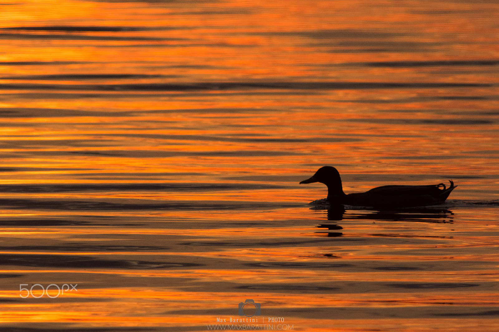 Canon EF 400mm F5.6L USM sample photo. Duck photography