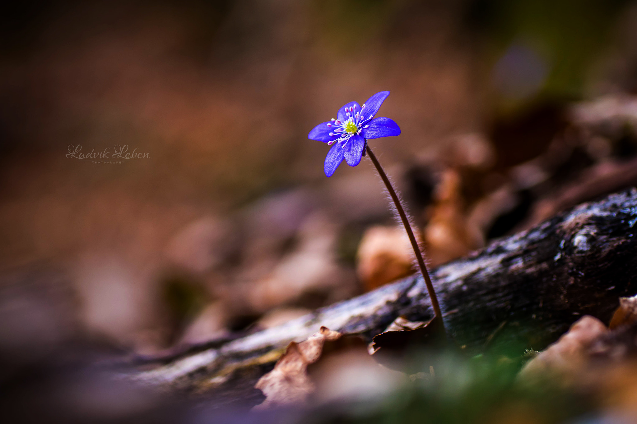 Sony a7 II + Tamron SP AF 90mm F2.8 Di Macro sample photo. Blues photography