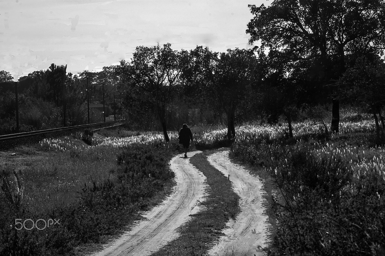 Sony Alpha DSLR-A390 + Sigma 30mm F1.4 EX DC HSM sample photo. By the track of life i follow my walk photography