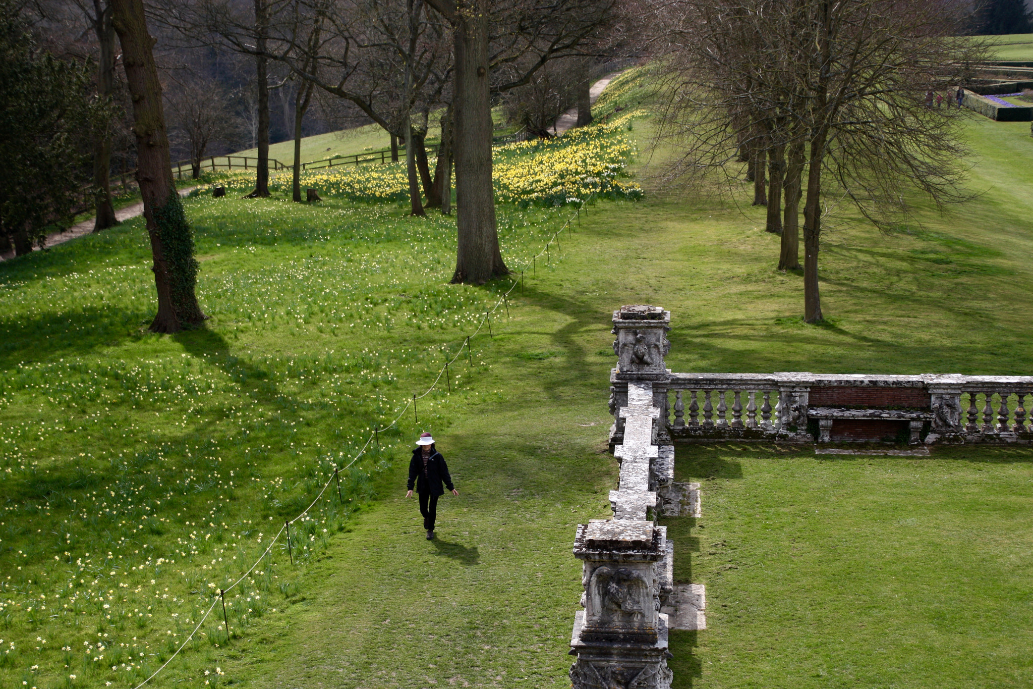 Canon EOS 450D (EOS Rebel XSi / EOS Kiss X2) sample photo. Daffodils at cliveden, buckinghamshire photography