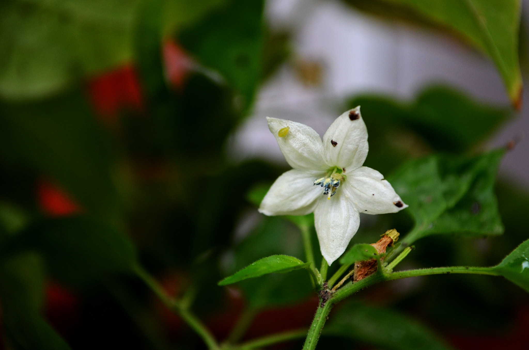 AF Zoom-Nikkor 24-120mm f/3.5-5.6D IF sample photo. Aphididae. photography