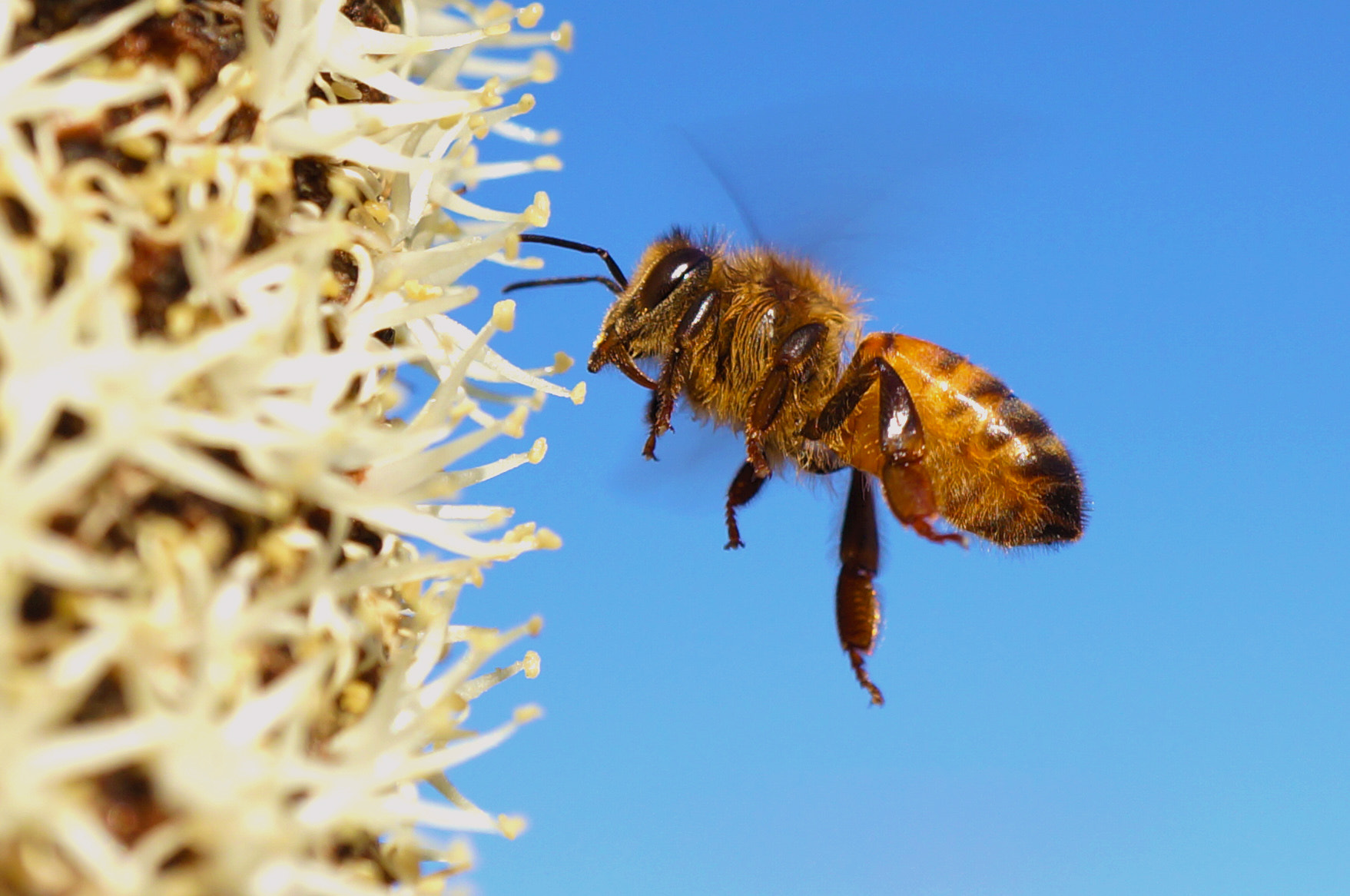 Sony Alpha NEX-5N + Sony E 30mm F3.5 Macro sample photo. Grass tree bee photography