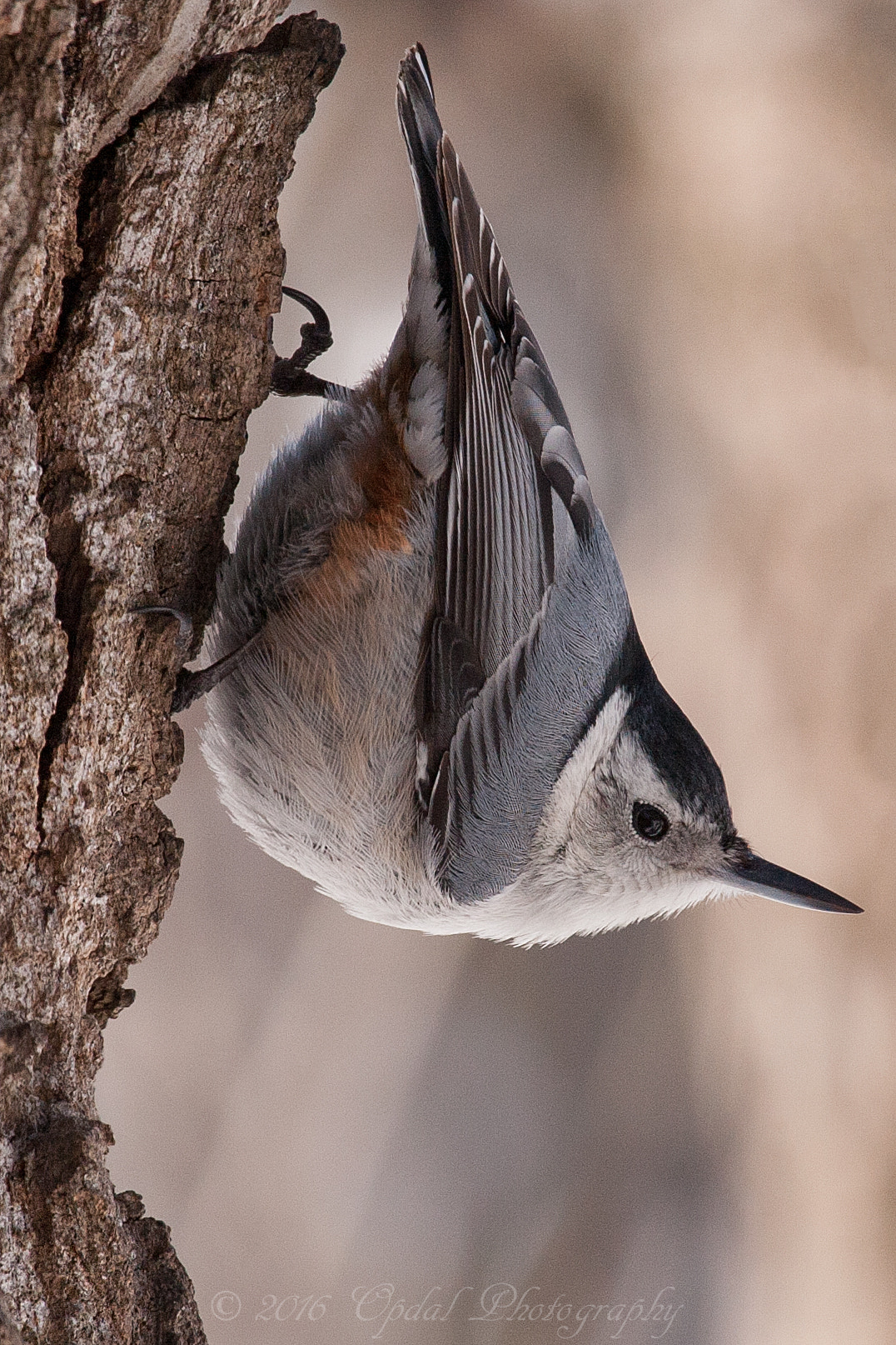 Canon EF 100-400mm F4.5-5.6L IS USM sample photo. White-breasted nuthatch photography