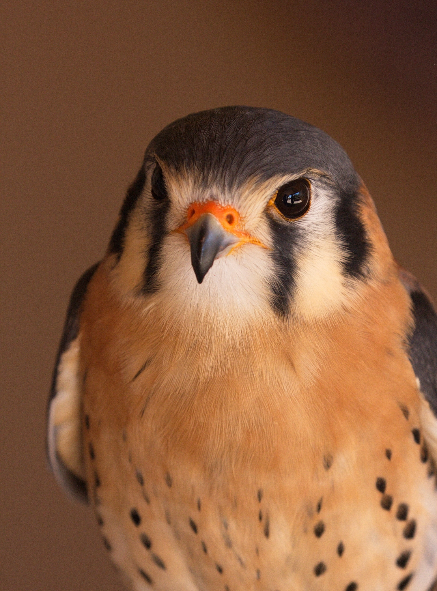 Canon EF 100-400mm F4.5-5.6L IS II USM sample photo. American kestrel or sparrow hawk photography