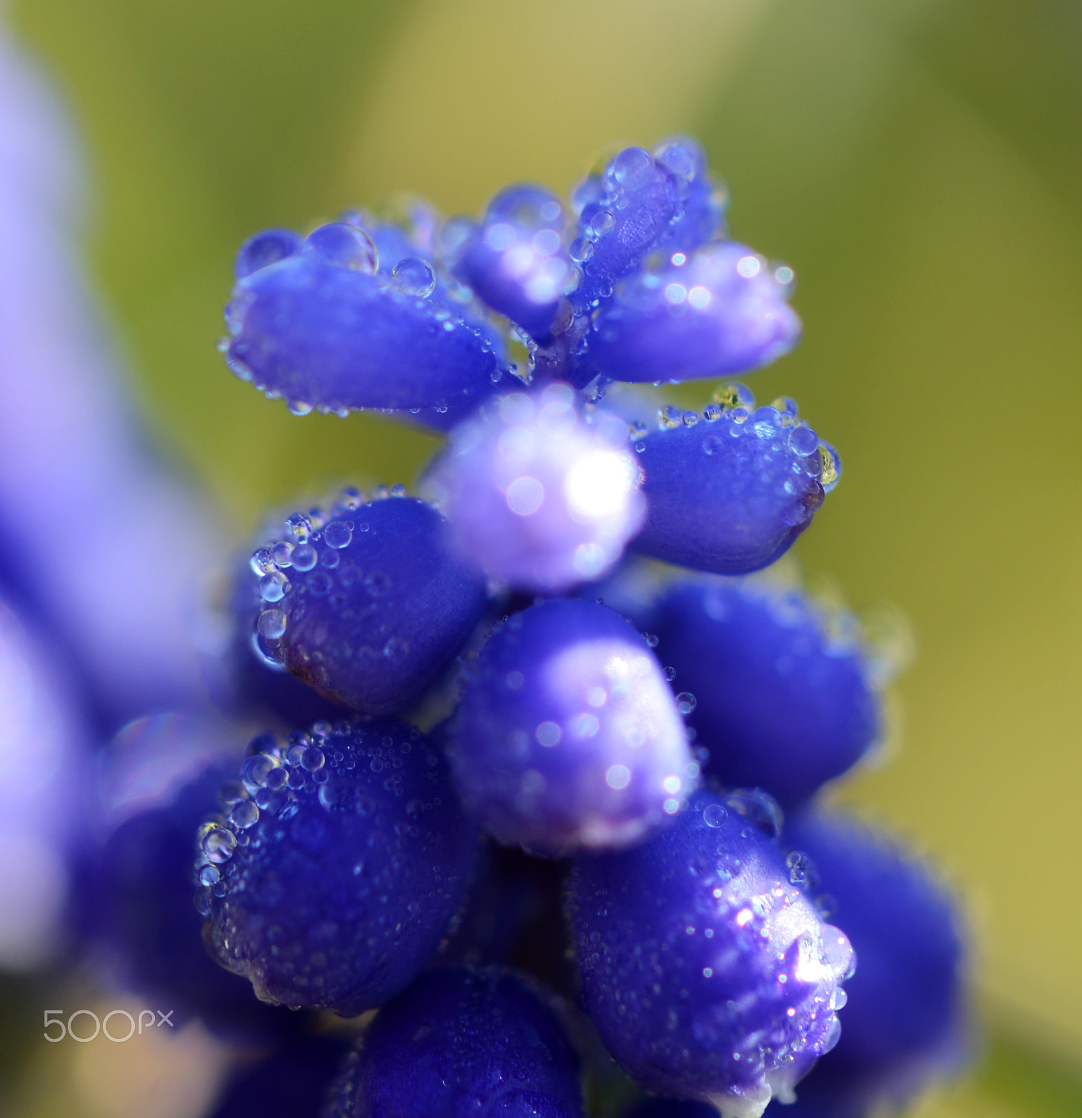 Nikon AF-S DX Micro-Nikkor 85mm F3.5G ED VR sample photo. Wet spring beauty photography