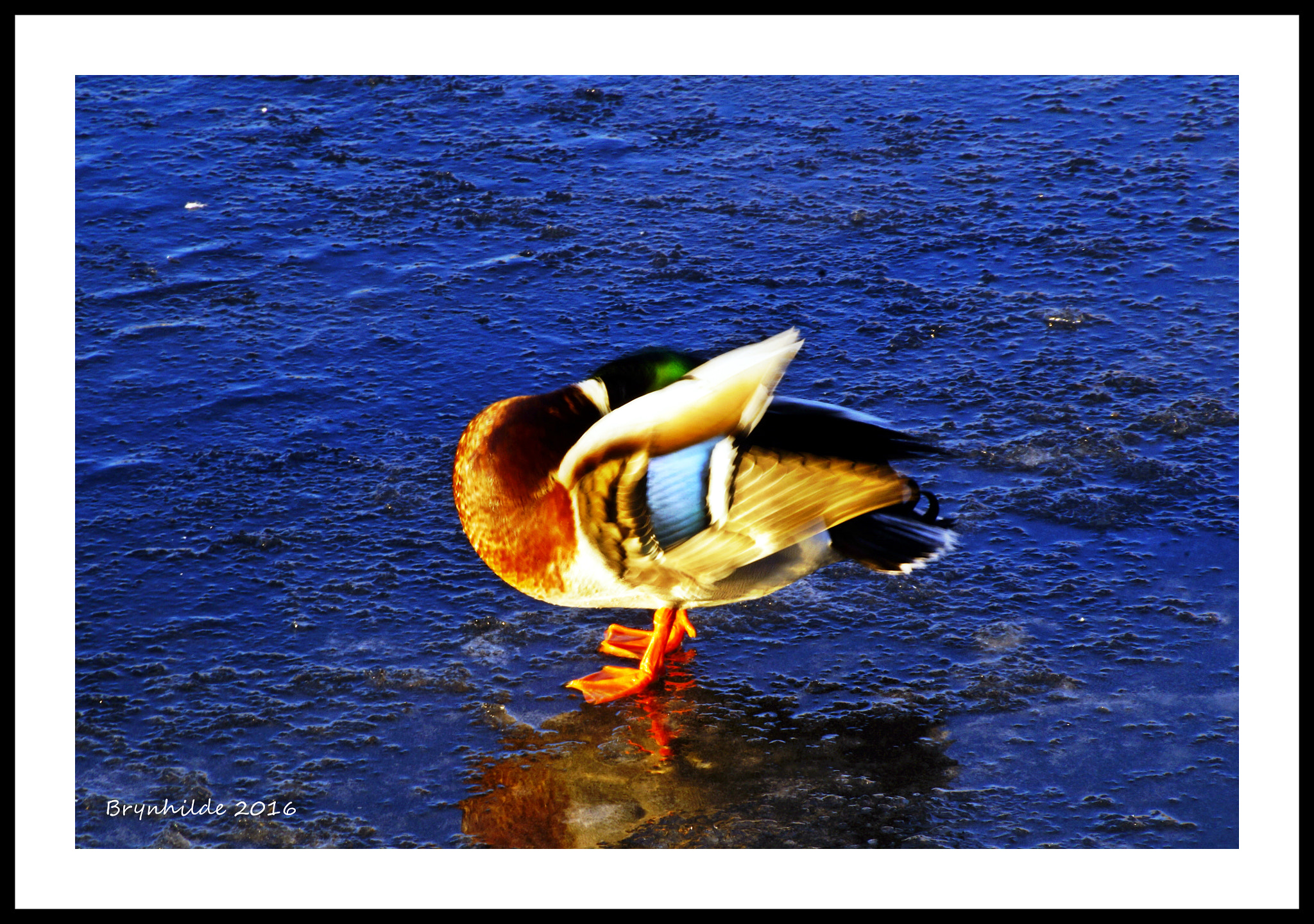 Sony DT 18-250mm F3.5-6.3 sample photo. Donald photography