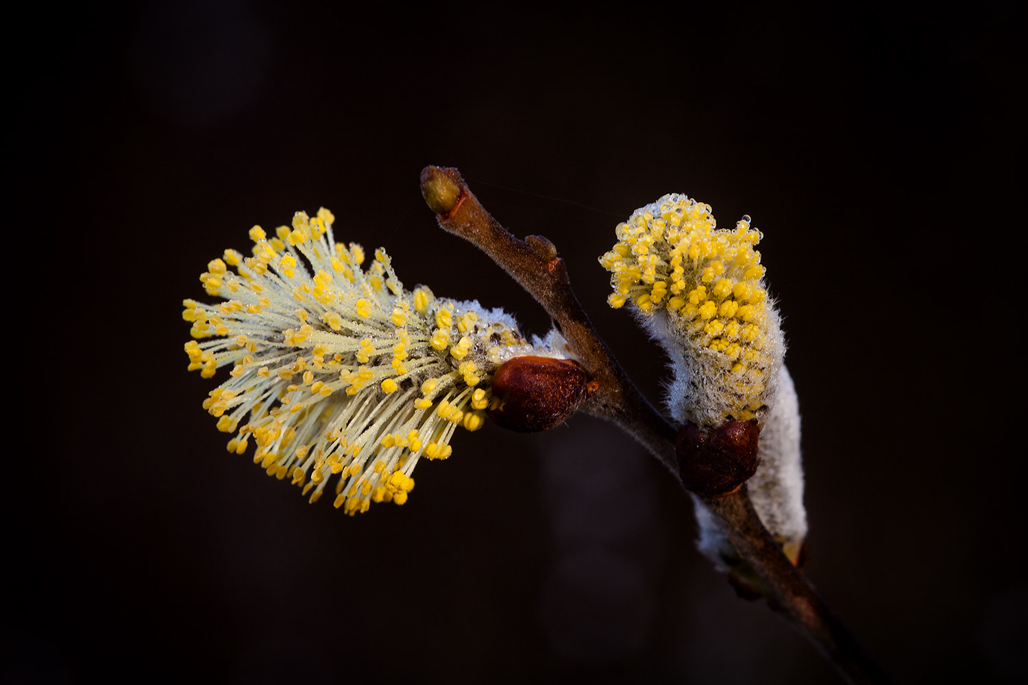 Sigma 105mm F2.8 EX DG Macro sample photo. Spring time photography