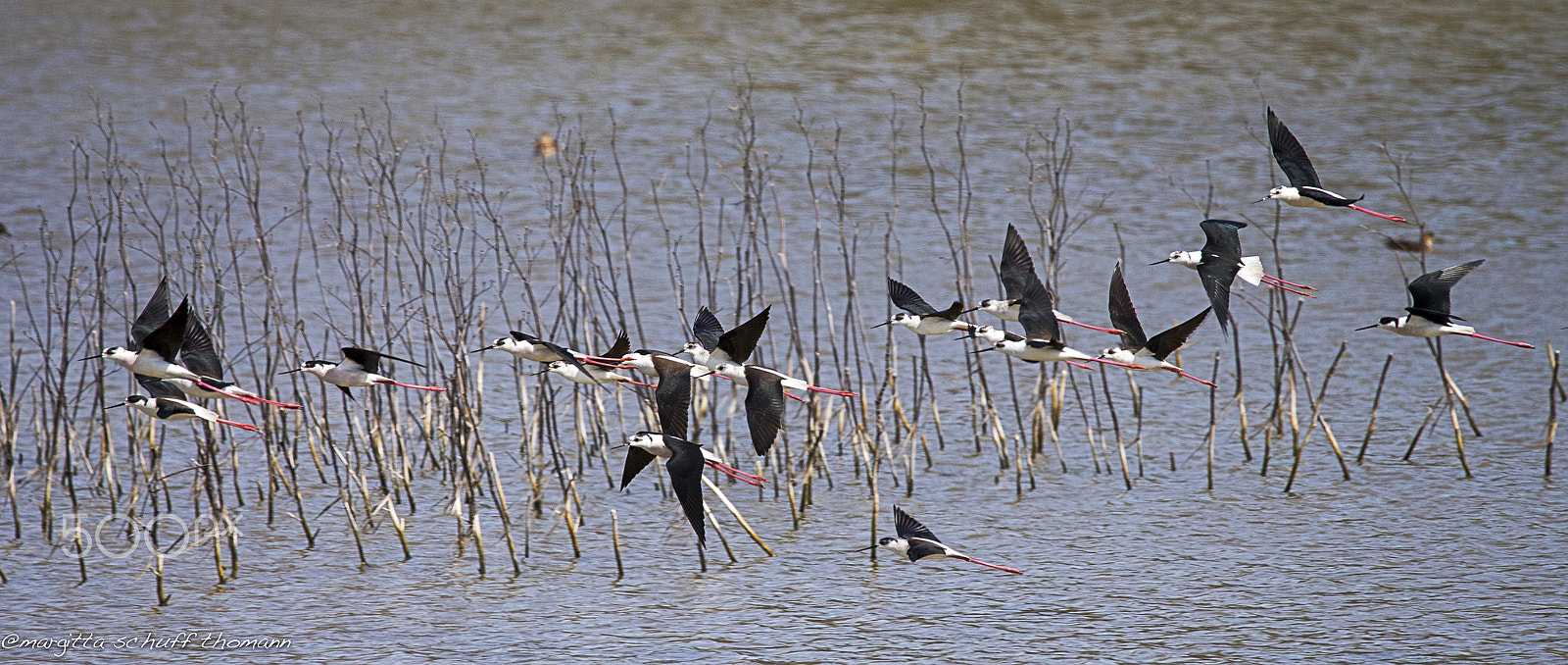 Tamron SP 150-600mm F5-6.3 Di VC USD sample photo. Black winged stilt.. photography