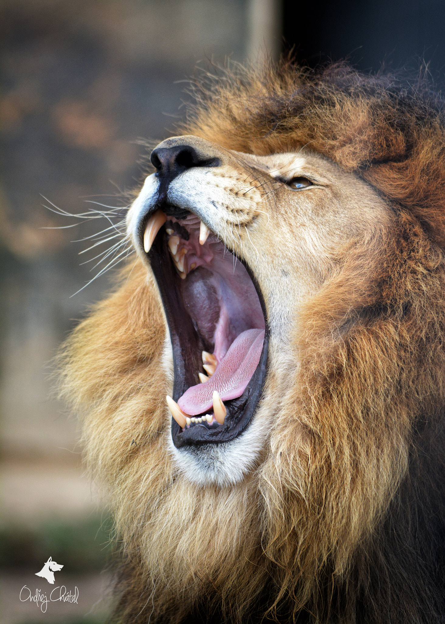 Nikon D7100 + Nikon PC-E Nikkor 24mm F3.5D ED Tilt-Shift sample photo. Lion (panthera leo) photography