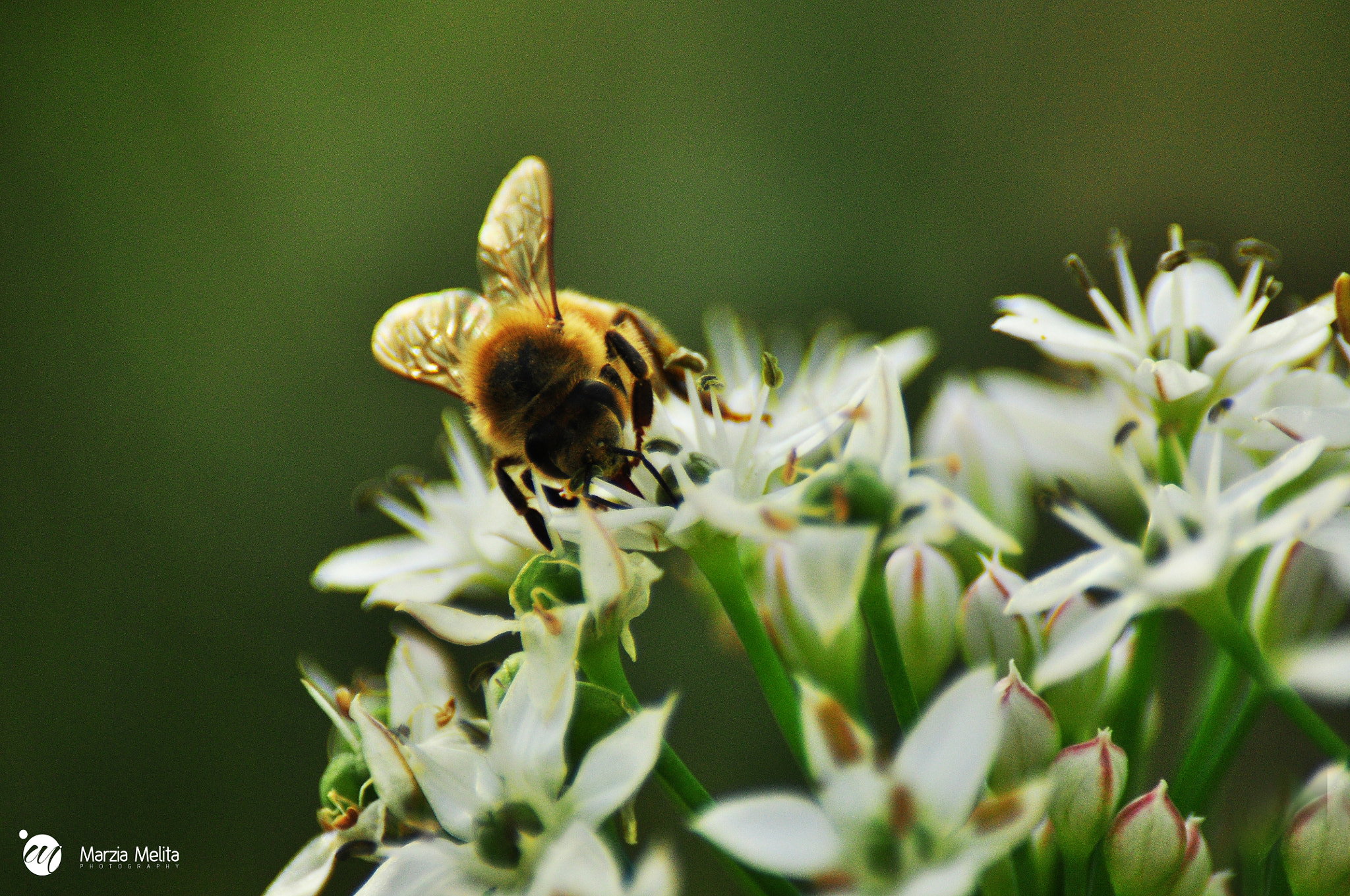 Nikon D90 + Sigma 70-300mm F4-5.6 DG Macro sample photo. Flawless_ photography