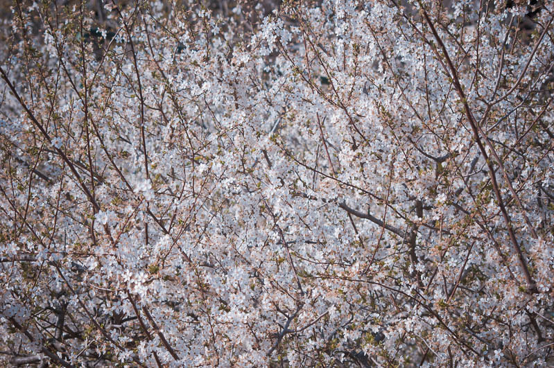Sigma 70-300mm F4-5.6 APO DG Macro sample photo. Spring in yalta / В Ялте цветет алыча photography