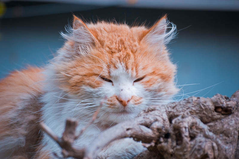 Sigma 70-300mm F4-5.6 APO DG Macro sample photo. Yalta cats / Ялтинские коты photography