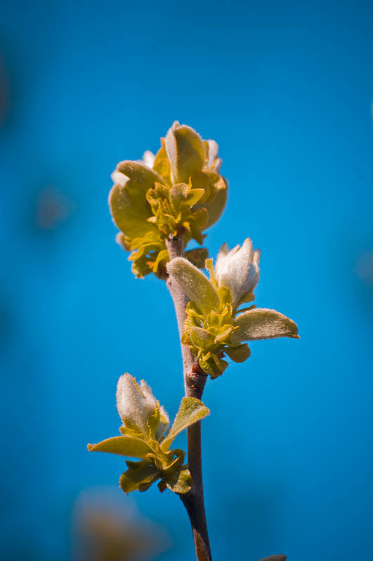 Sigma 70-300mm F4-5.6 APO DG Macro sample photo. Spring in yalta / Весна в Ялте photography