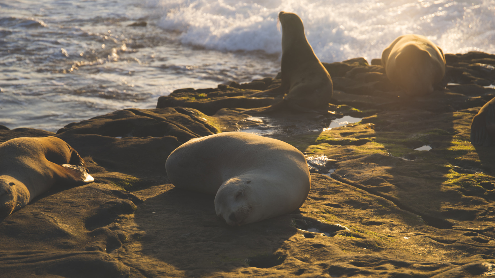Sony a7 II + Canon EF 24-70mm F4L IS USM sample photo. Sleeping seal photography