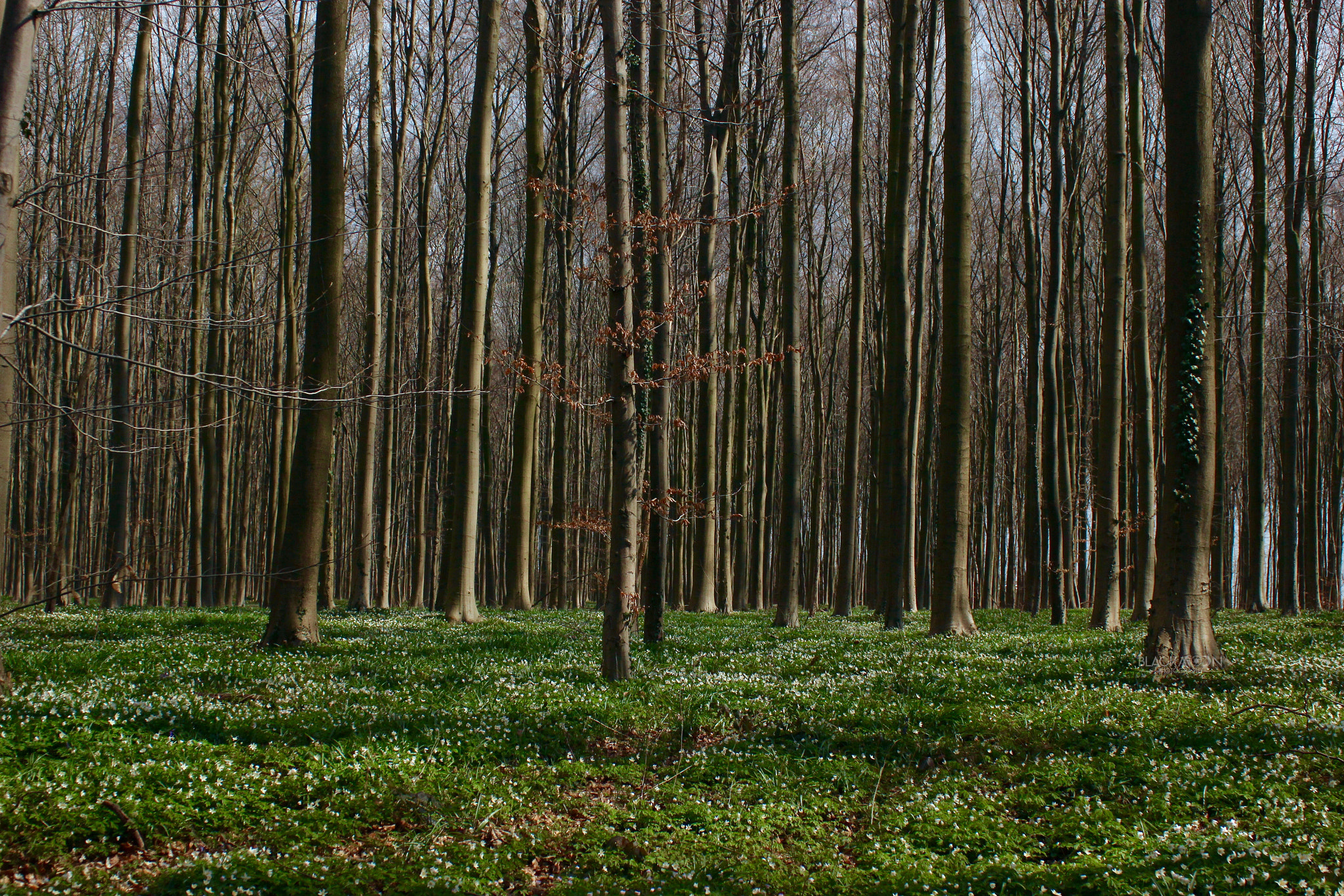 Canon EF 28-90mm f/4-5.6 sample photo. Woods photography
