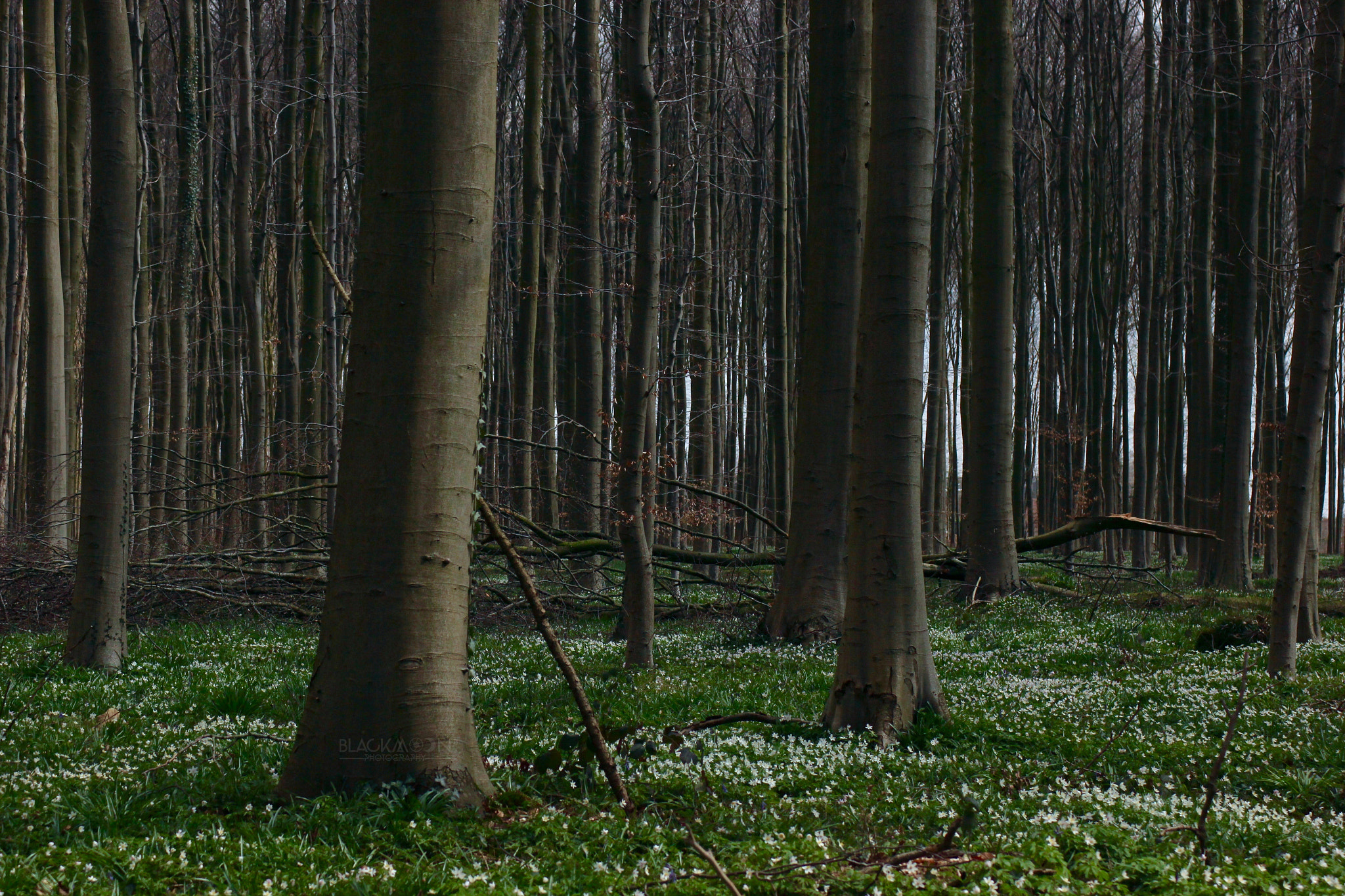 Canon EF 28-90mm f/4-5.6 sample photo. Woods photography