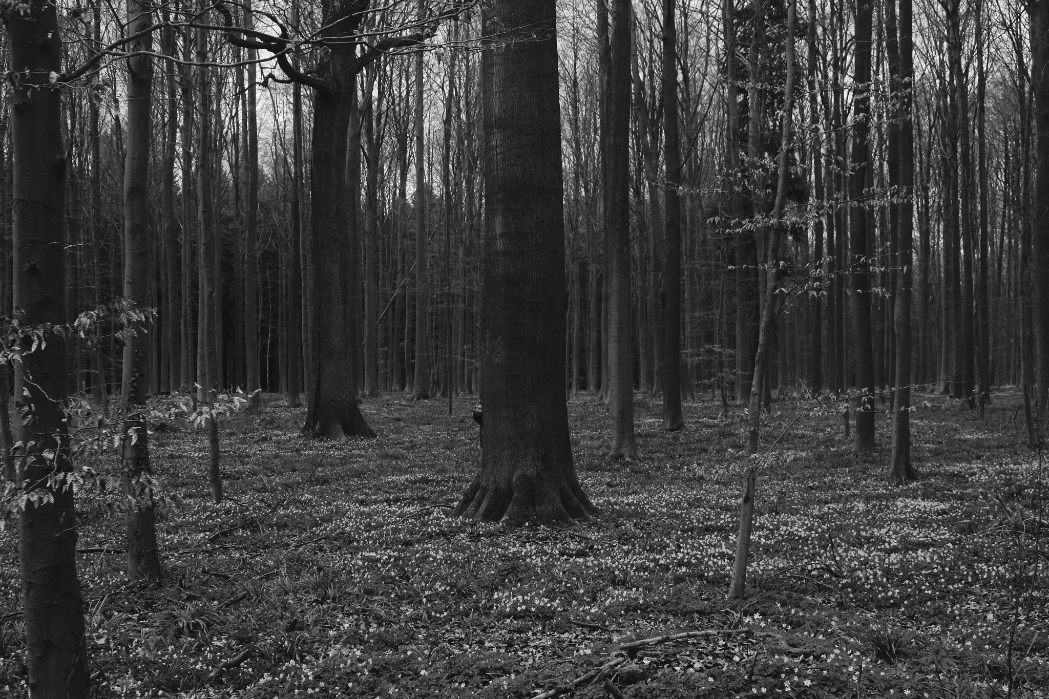 Canon EF 28-90mm f/4-5.6 sample photo. Woods photography